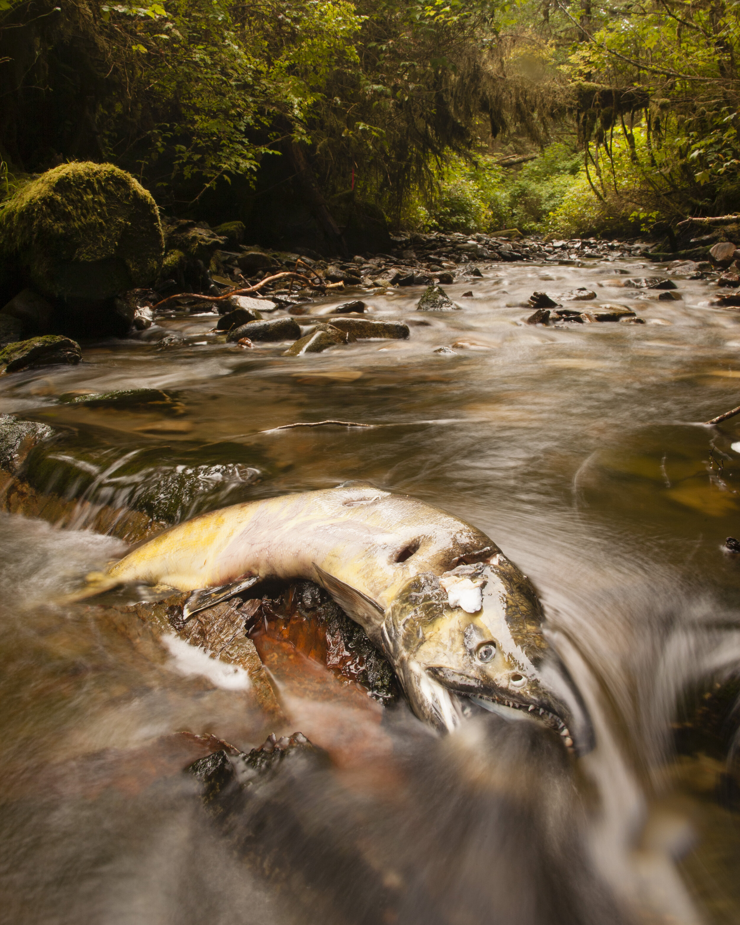  A chum salmon decomposes in a shallow coastal stream after spawning. Heiltsuk First Nation unceded traditional territory. 