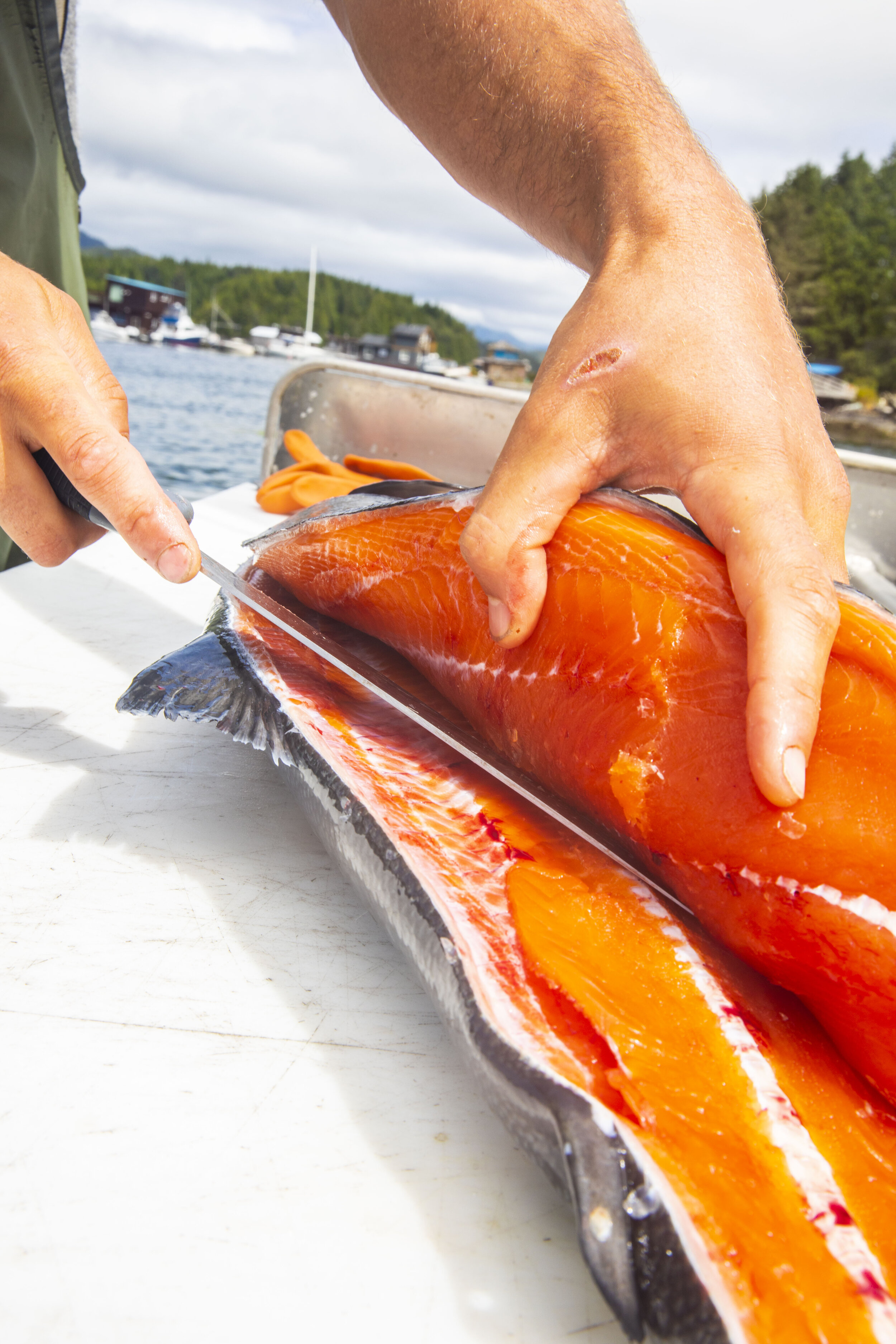  Concerns about fish farms are not limited to First Nations members in the region. Ryan Millar, who captains a whale watching boat, and fishes recreationally fillets a chinook he caught in Clayoquot Sound. "At first glance I see a great alternative t