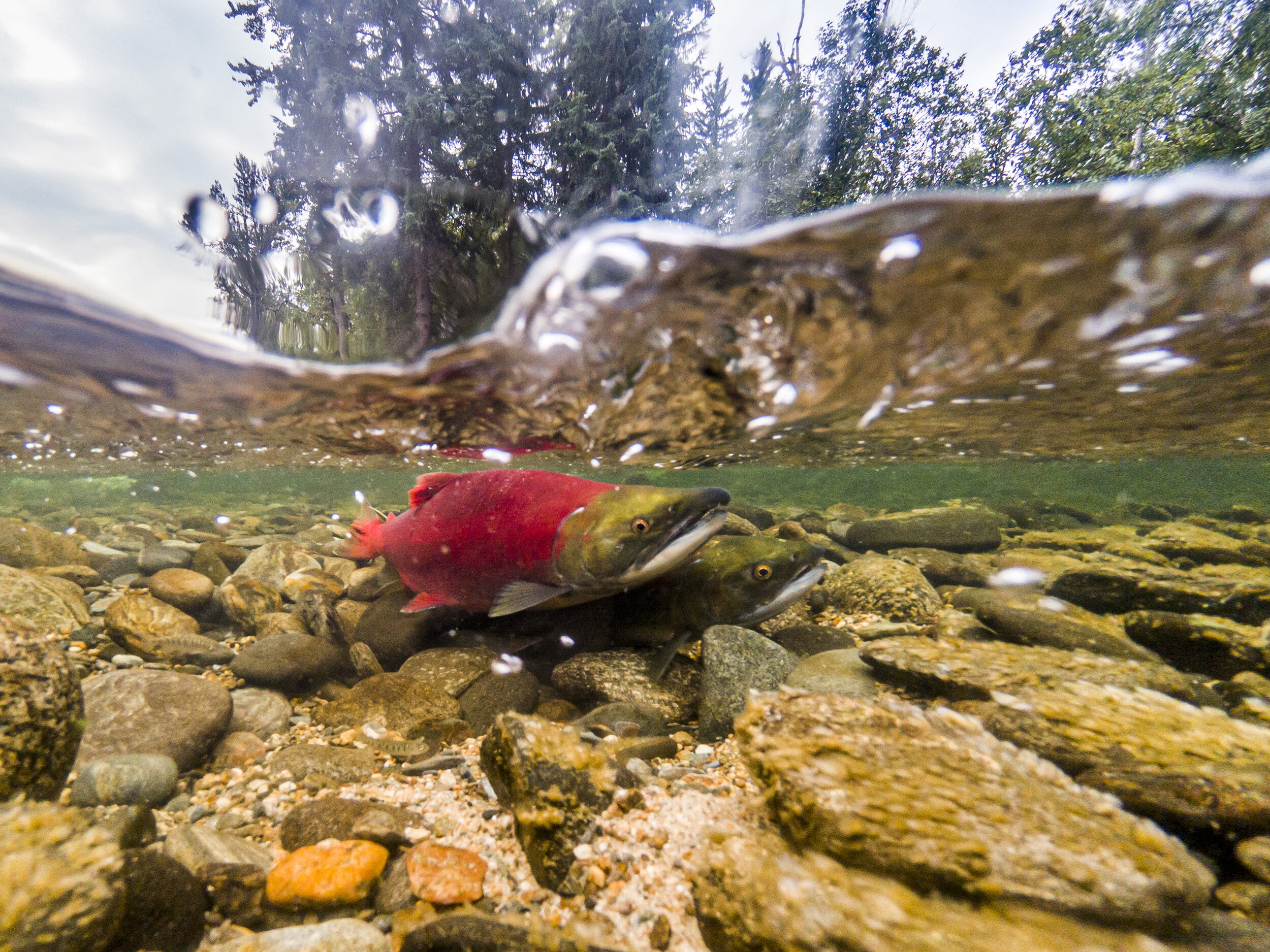  A male and female Sockeye salmon preparing to spawn in a small tributary of the Fraser River in the unceded traditional territory of the Secwepemc First Nation. 