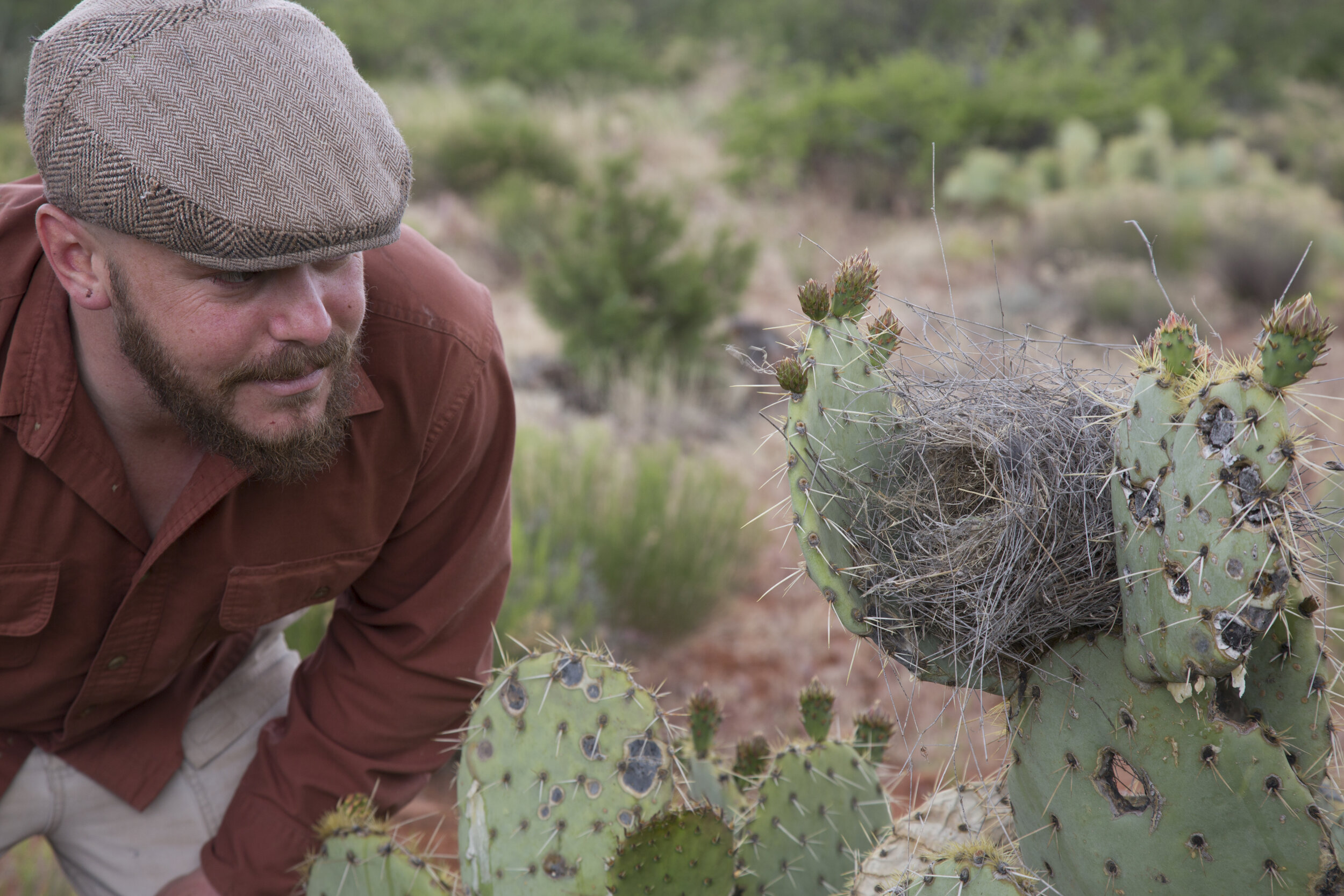 Matt checking out a beautiful Cactus Wren nest