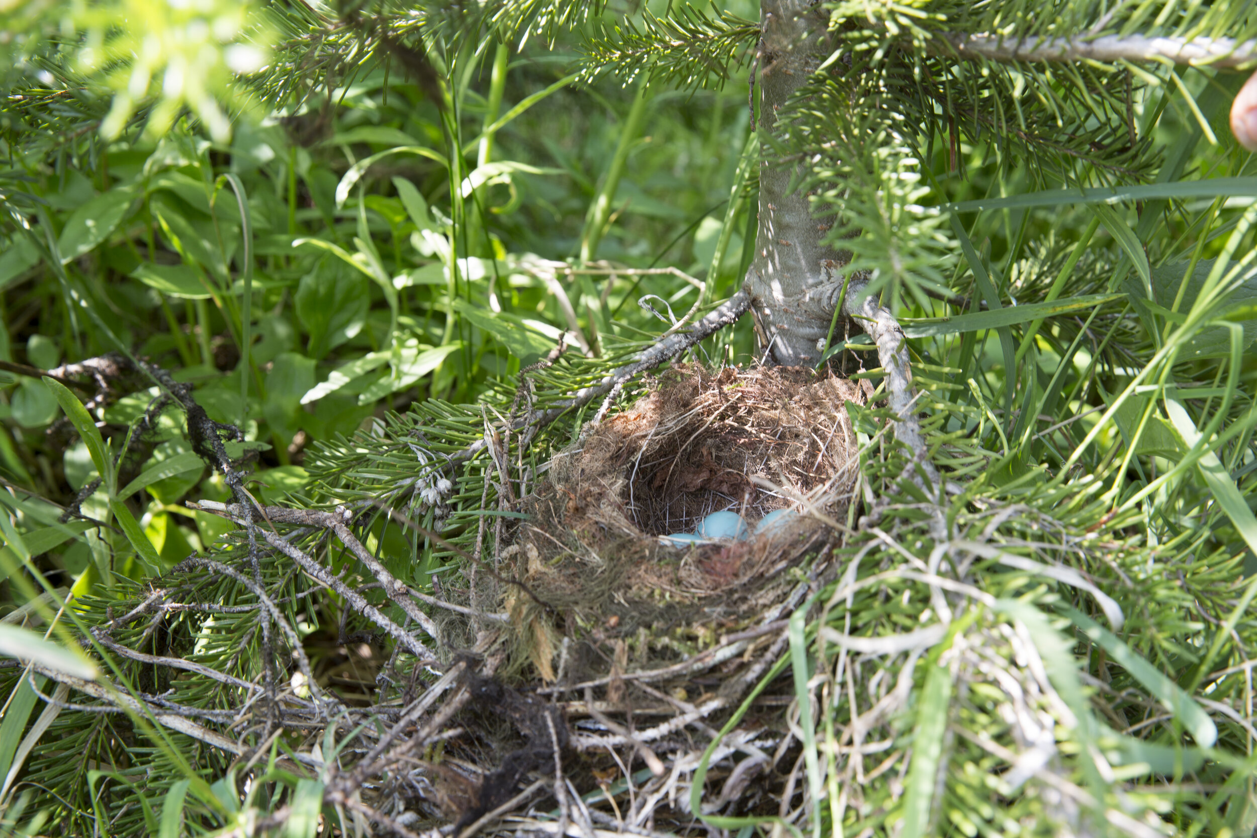 Close up shot of the Hermit Thrush nest with eggs