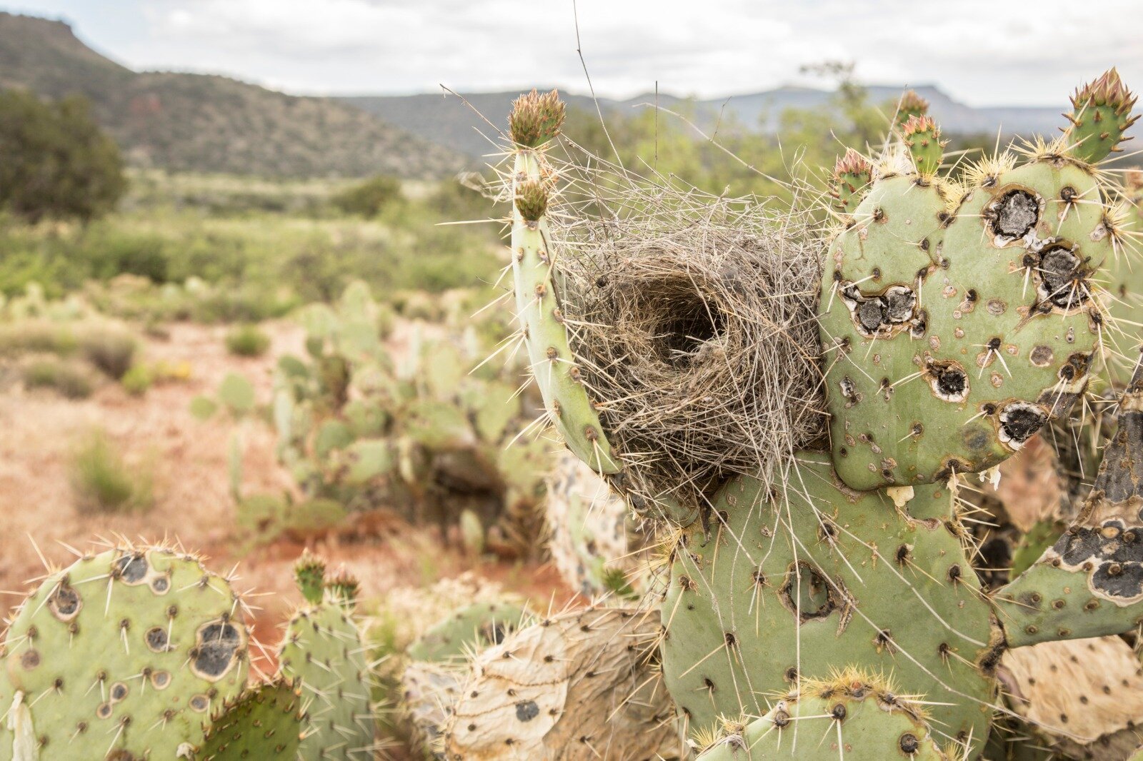 That Cactus Wren nest again