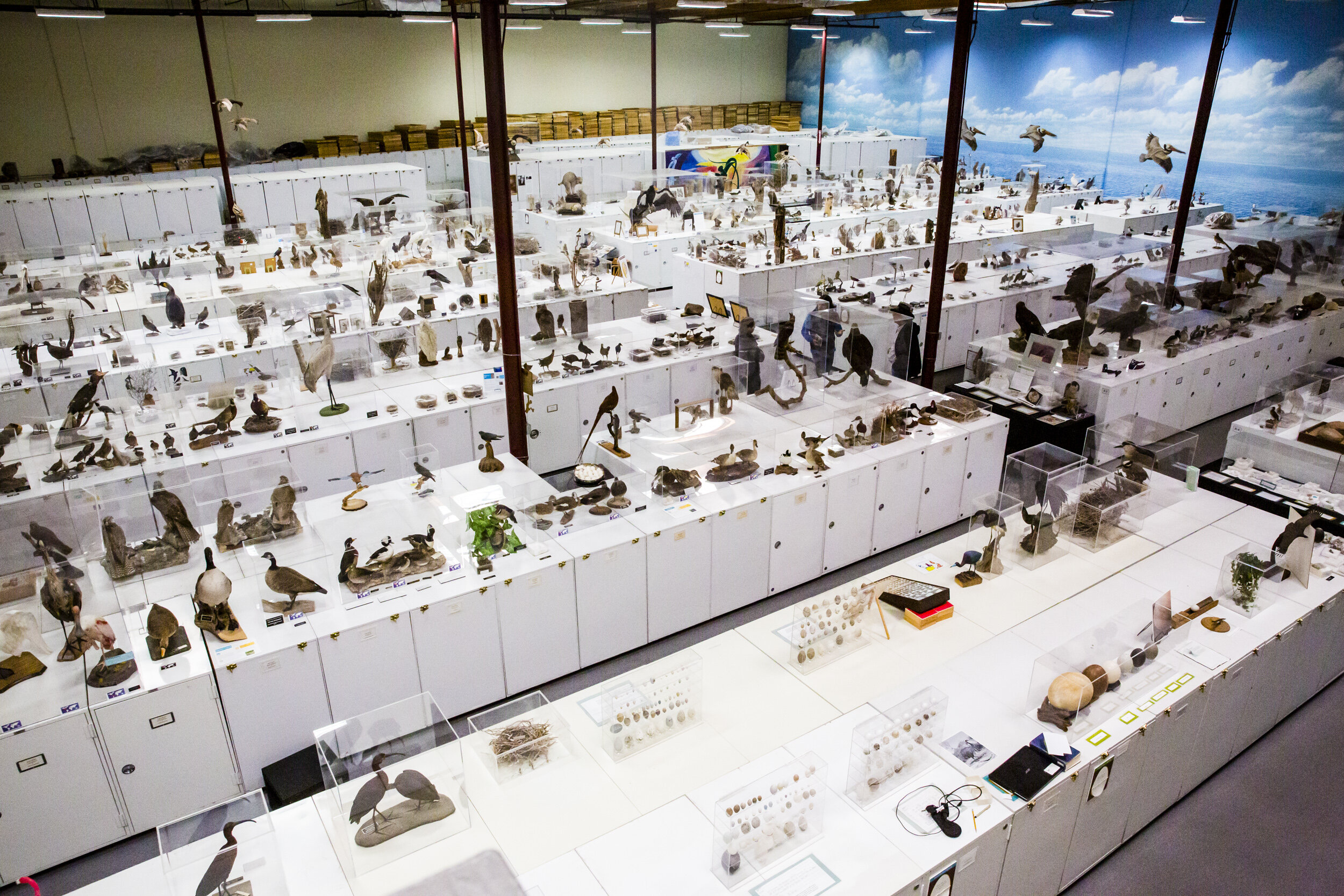 The bird nest collection at the Western Foundation of Vertebrate Zoology is massive!