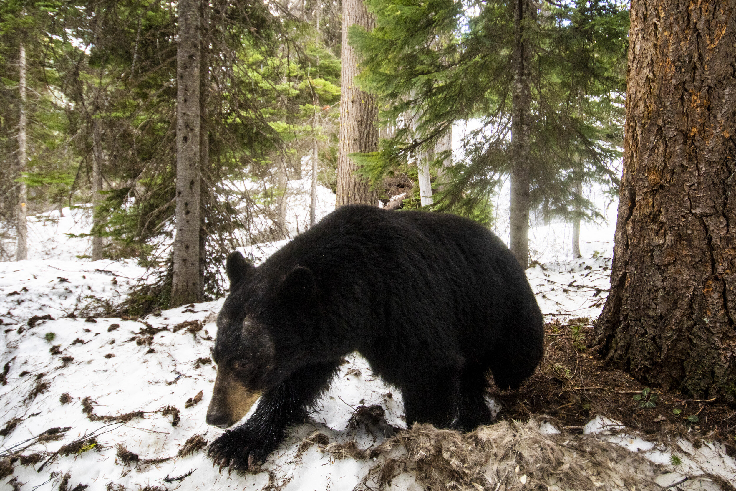  Another winter without a single wolverine detection in the Methow watershed from our monitoring stations. This black bear showed up in the spring at one station in the Early Winters Creek watershed 