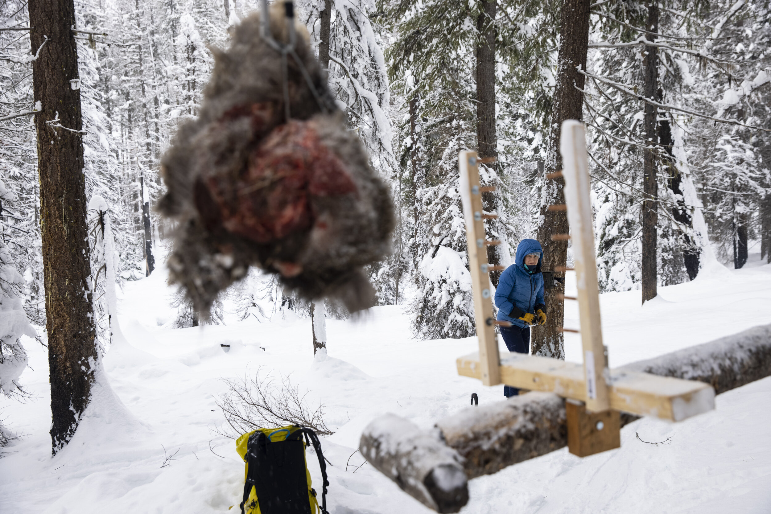  Erica Engle sighting a camera at a run-pole station in the Twisp River watershed 