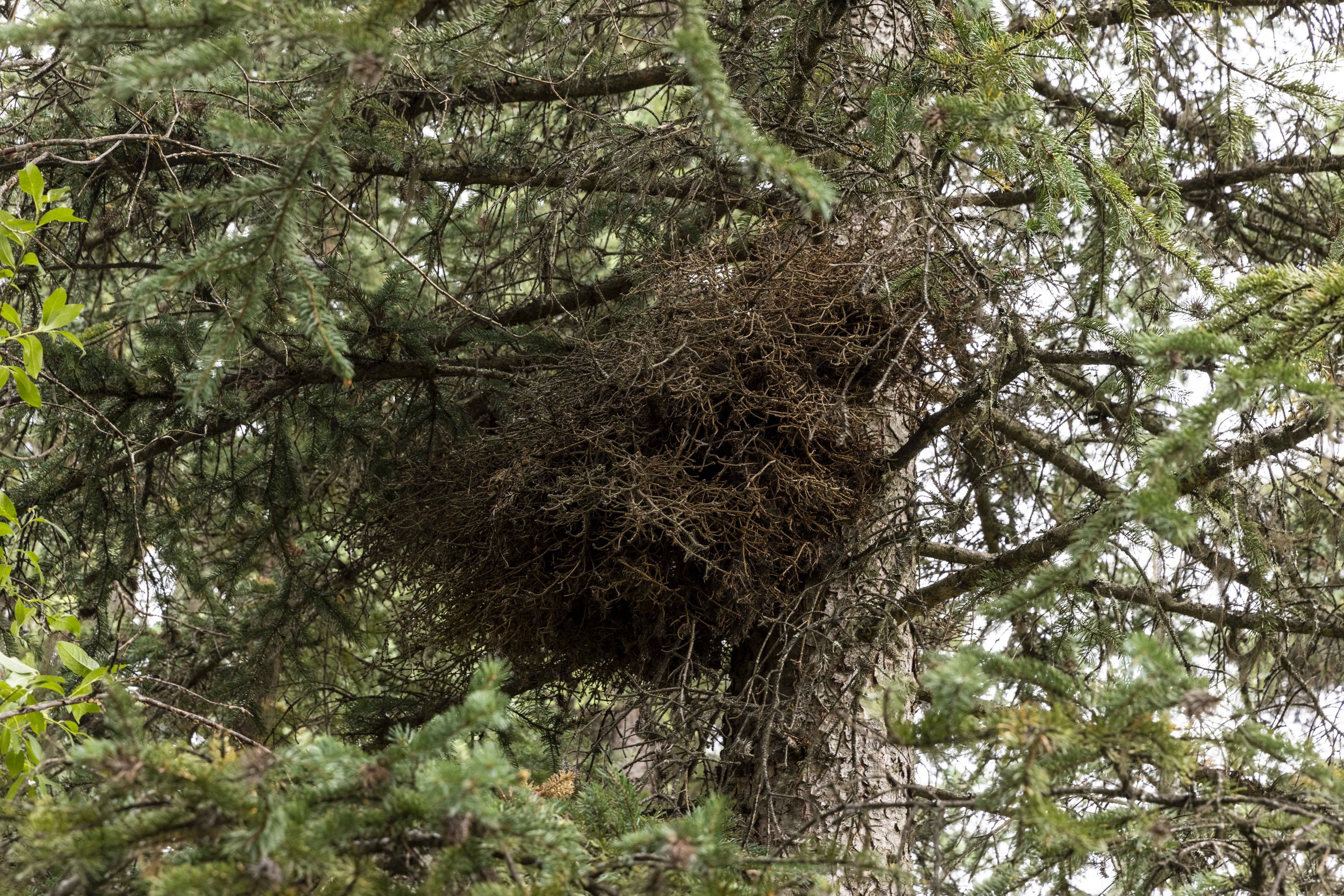  Growths such as this in a spruce tree are important habitat features for fishers who use them for nests and hunting perches. 