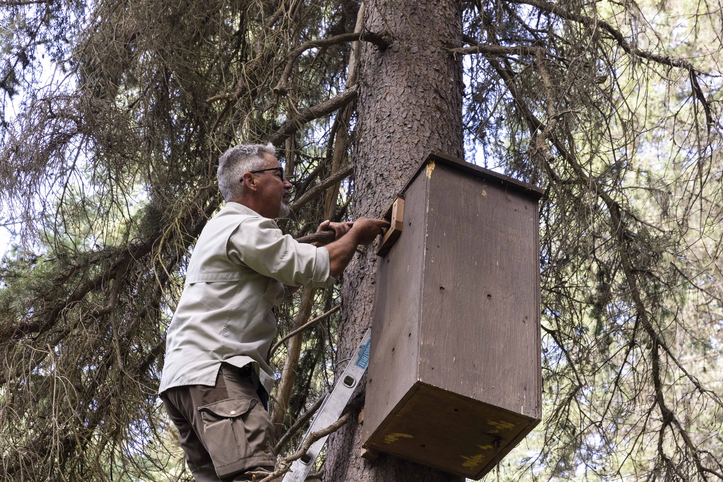  Fisher researcher Larry Davis inspects an artificial den box for fisher he set up in an attempt to deal with the lack of old trees large enough to have natural cavities for fishers to use. Fisher are the largest mammal in North America that requires