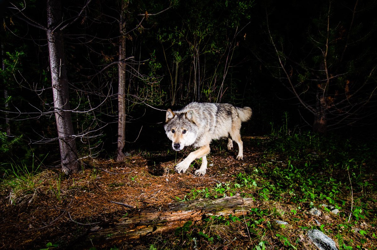  A grey wolf from the Loup Loup pack, in the Chewack River watershed. 
