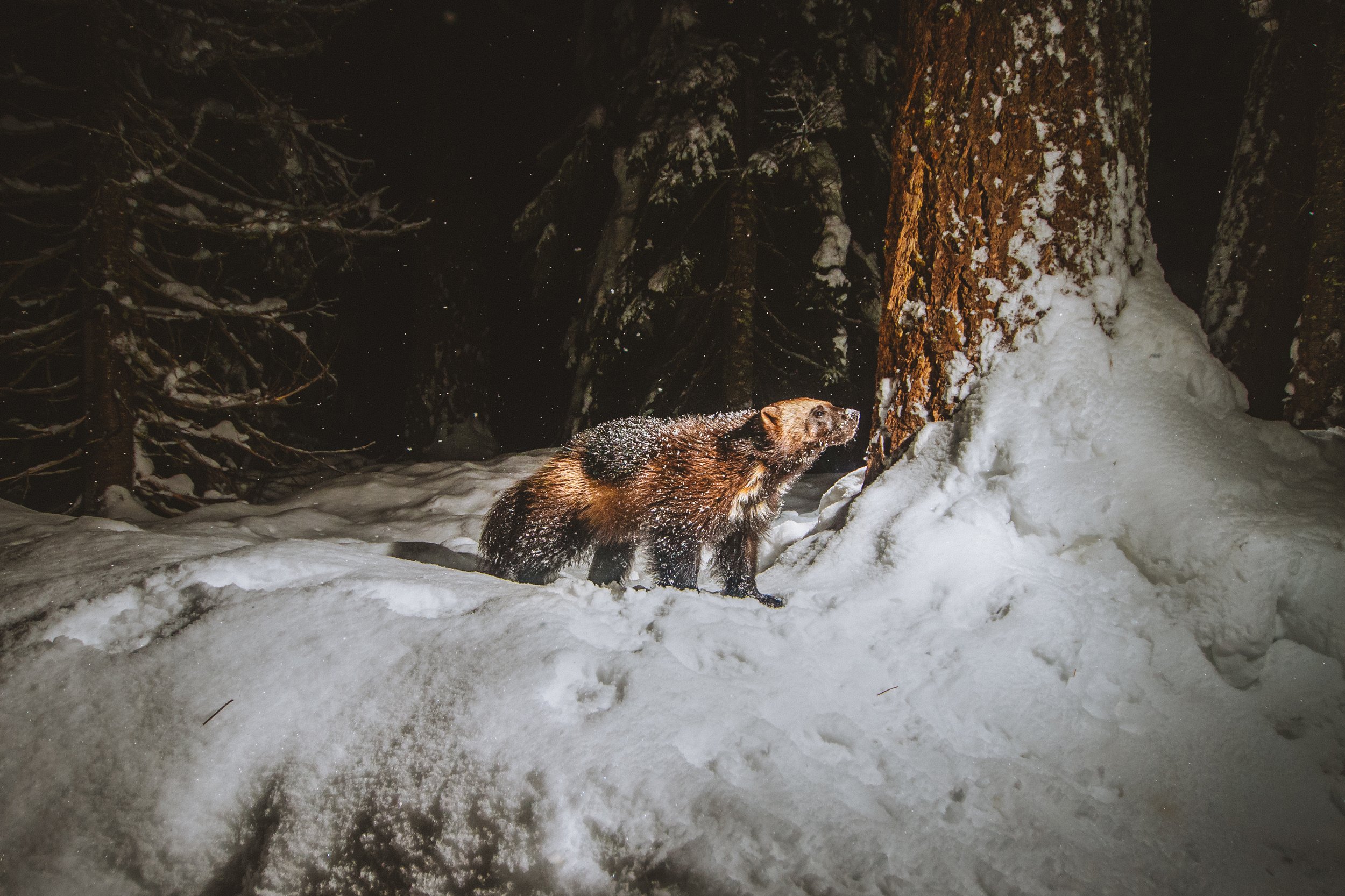  North Cascades Wolverine on a winters night visiting a Cascades Wolverine Project research station. 