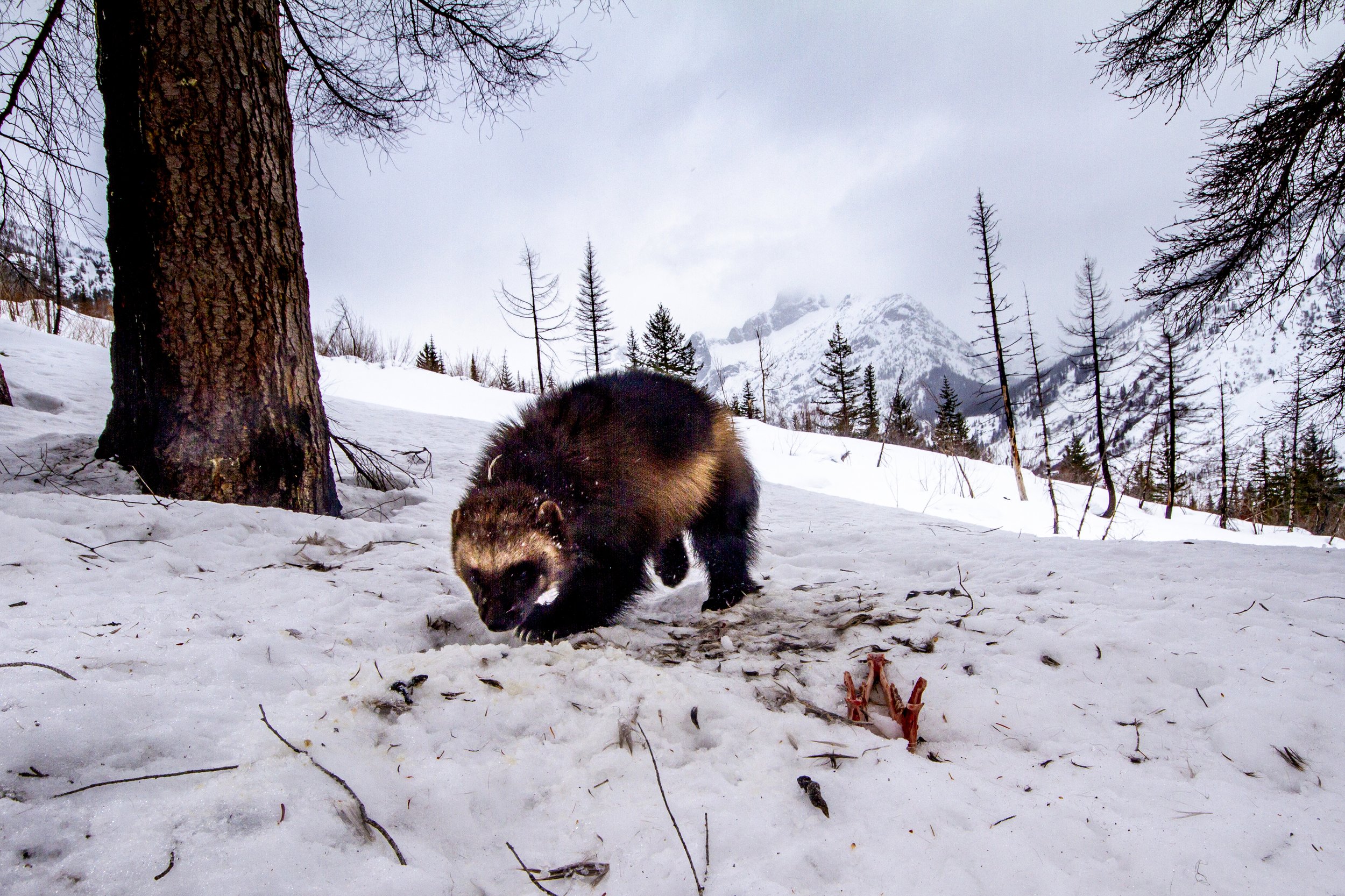  A wolverine visits a CWP research station in the Lake Chelan watershed in the North Cascades. 