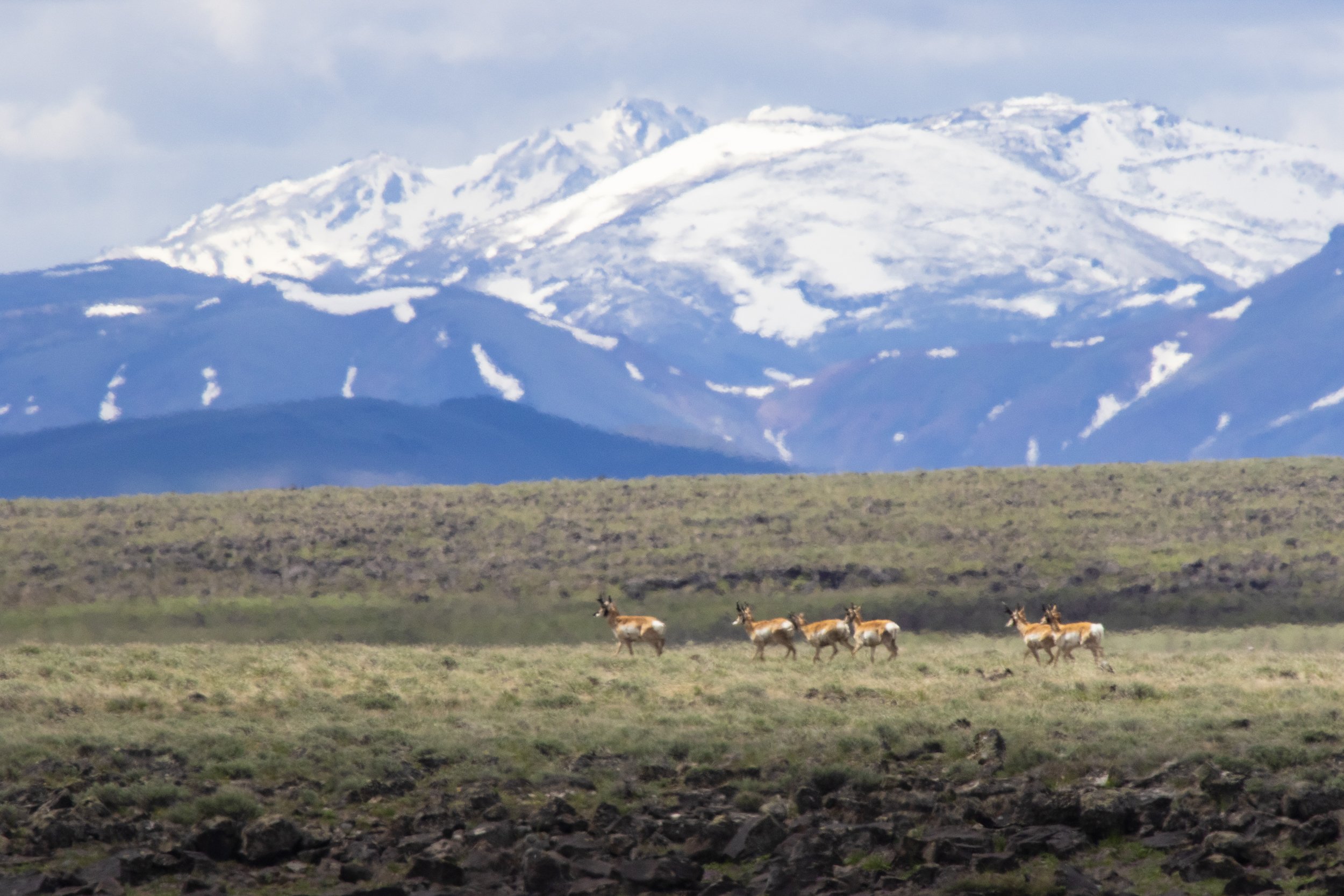 Pronghorn traverse the Owyhee River watershed.