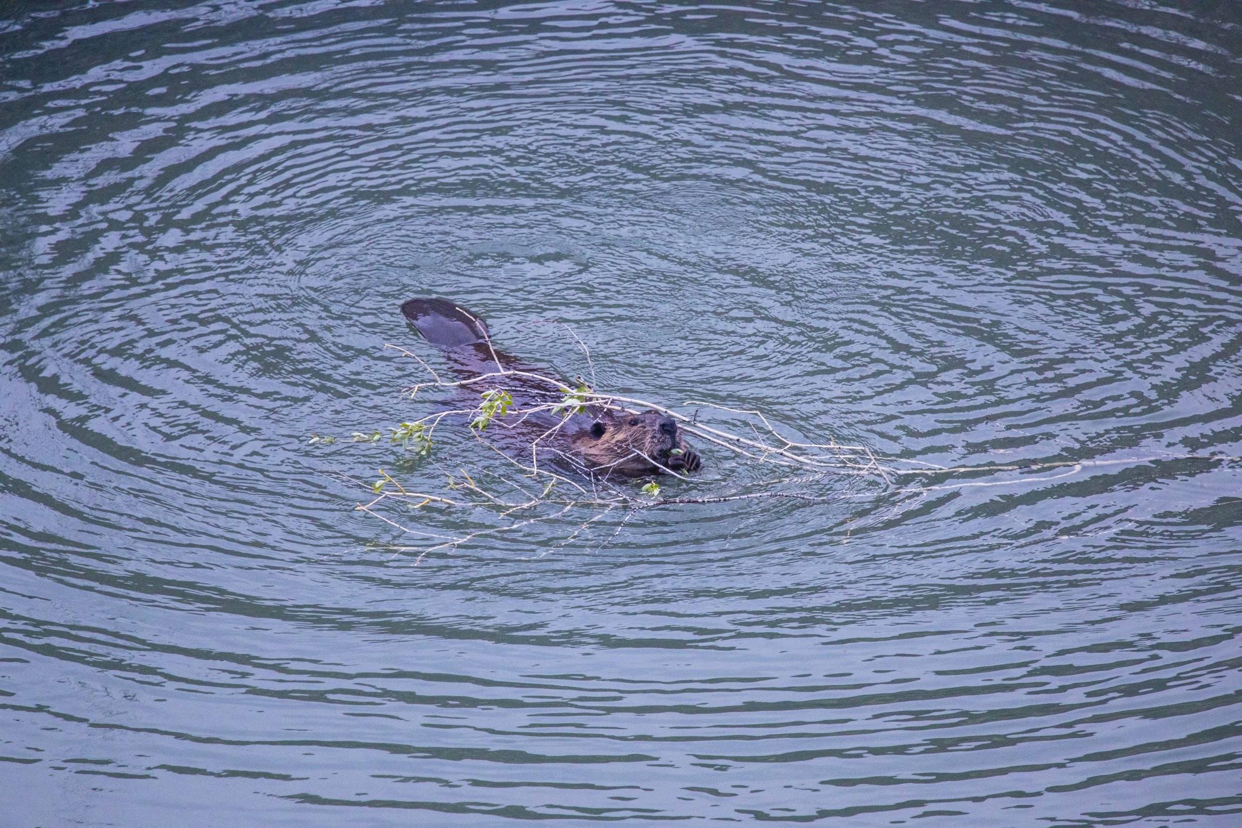 A beaver feeding on willow in the Owyhee River.