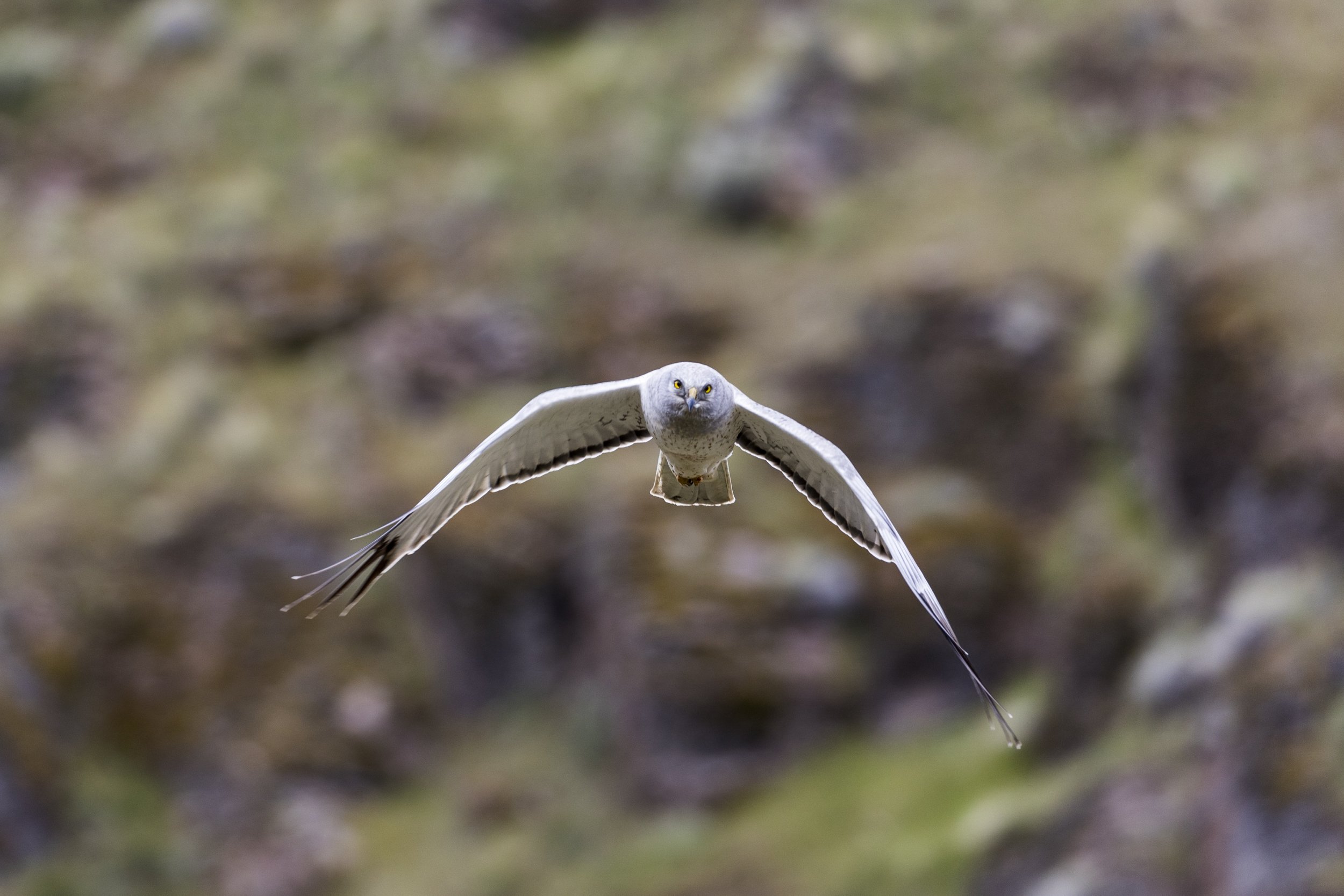 A male Northern Harrier flies through Owyhee Canyonlands.