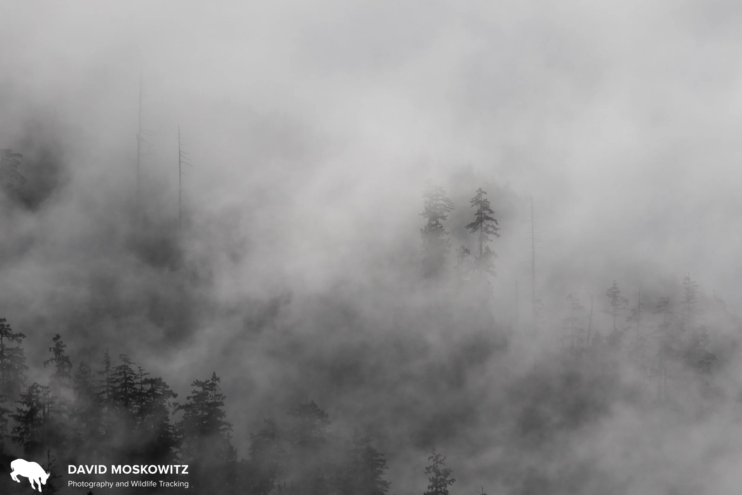 Misty clouds mingle with ancient trees in the Olympic National Park.