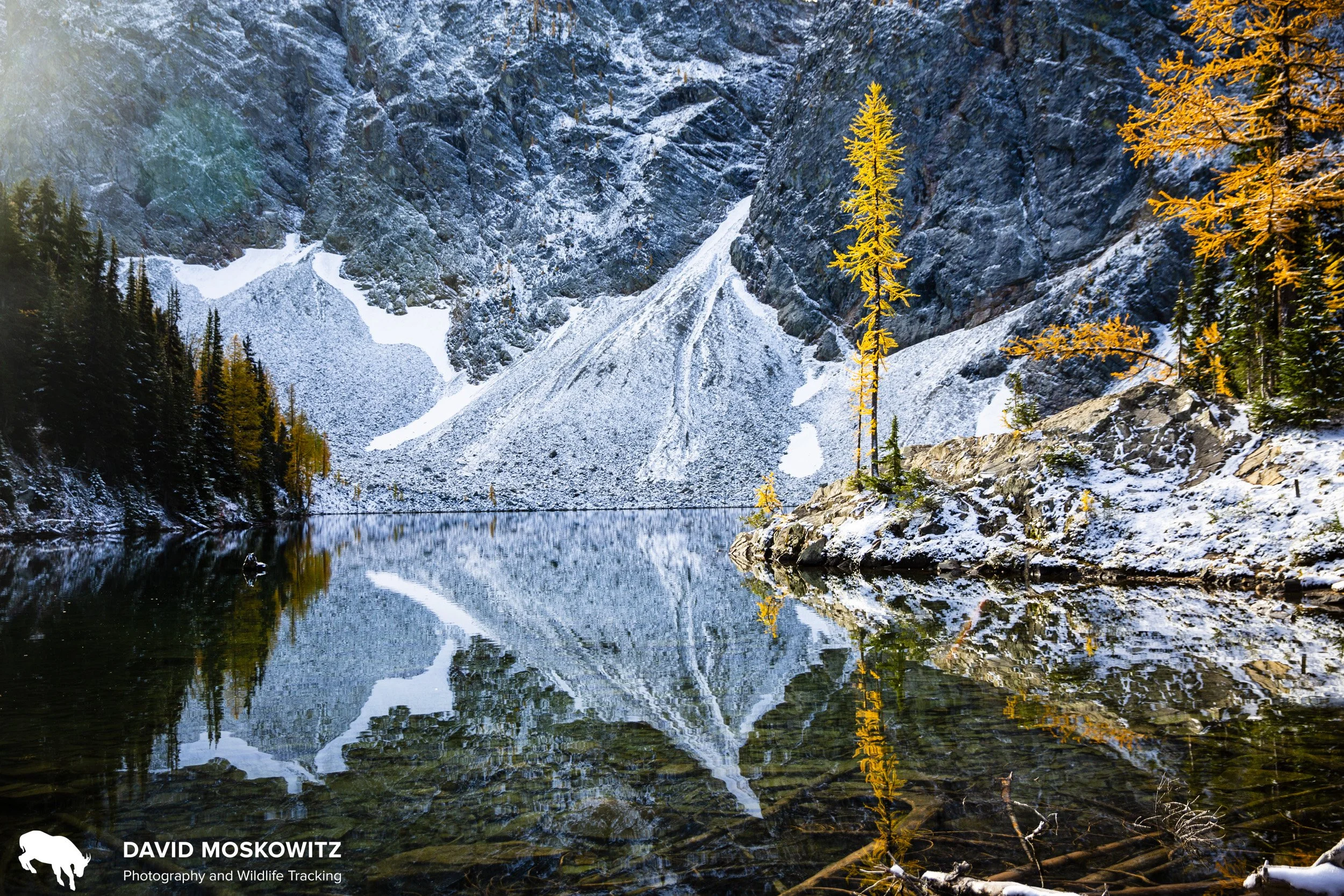 Alpine larches glow in autumn light, North Cascades.