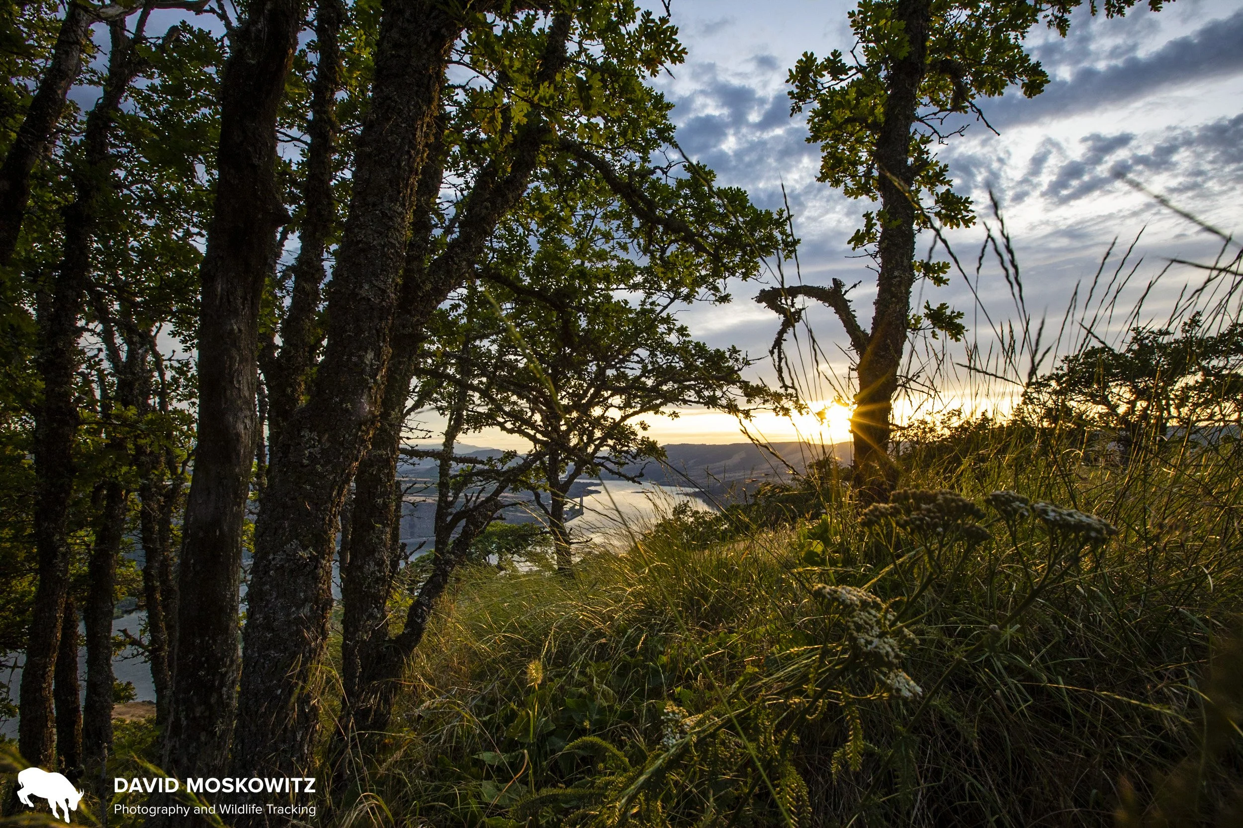 Oak trees in the Columbia River Gorge.