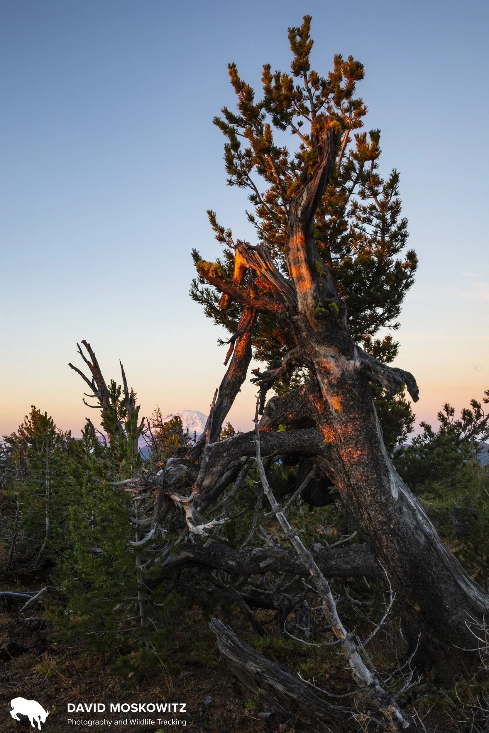 First light on endangered whitebark pine tree, Cascades Range.