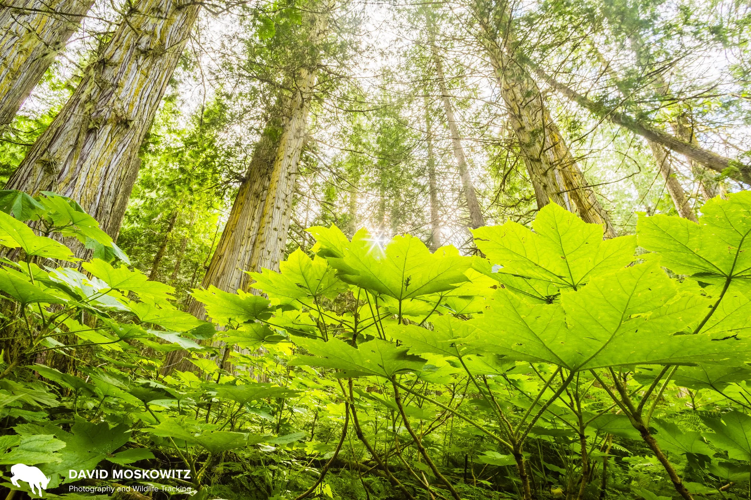 Devil's club and western red cedar, Inland Temperate Rainforest, Cariboo Mountains