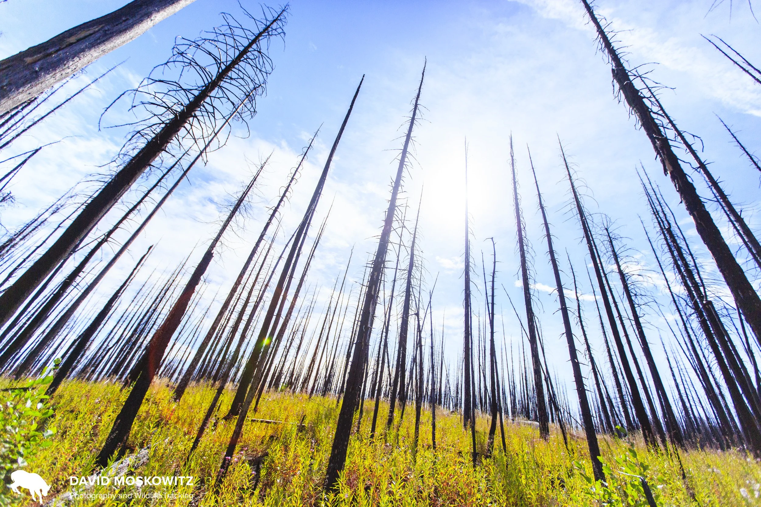 Standing dead trees and fireweed in th wake of a wildfire in the Kettle Range, Washington State.