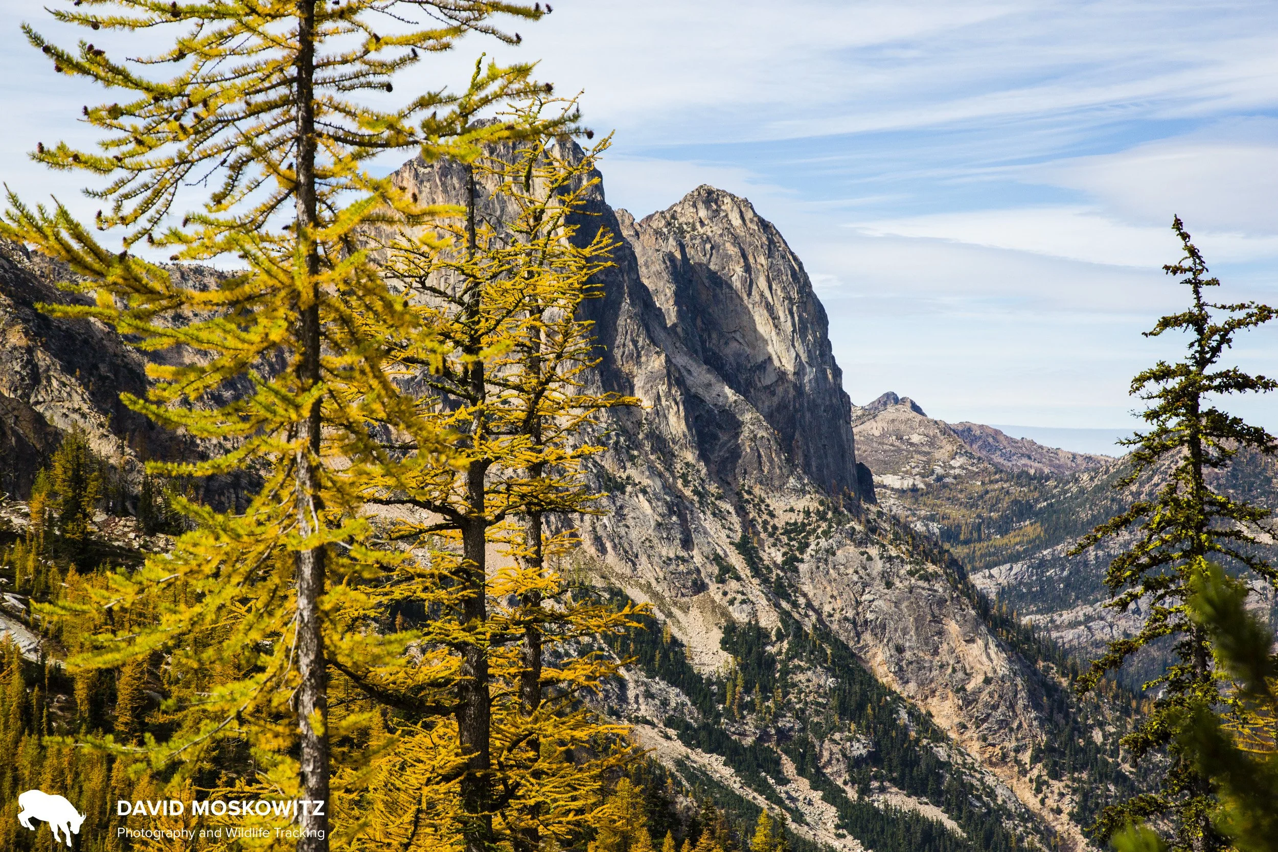 Alpine Larch in Fall, North Cascades.
