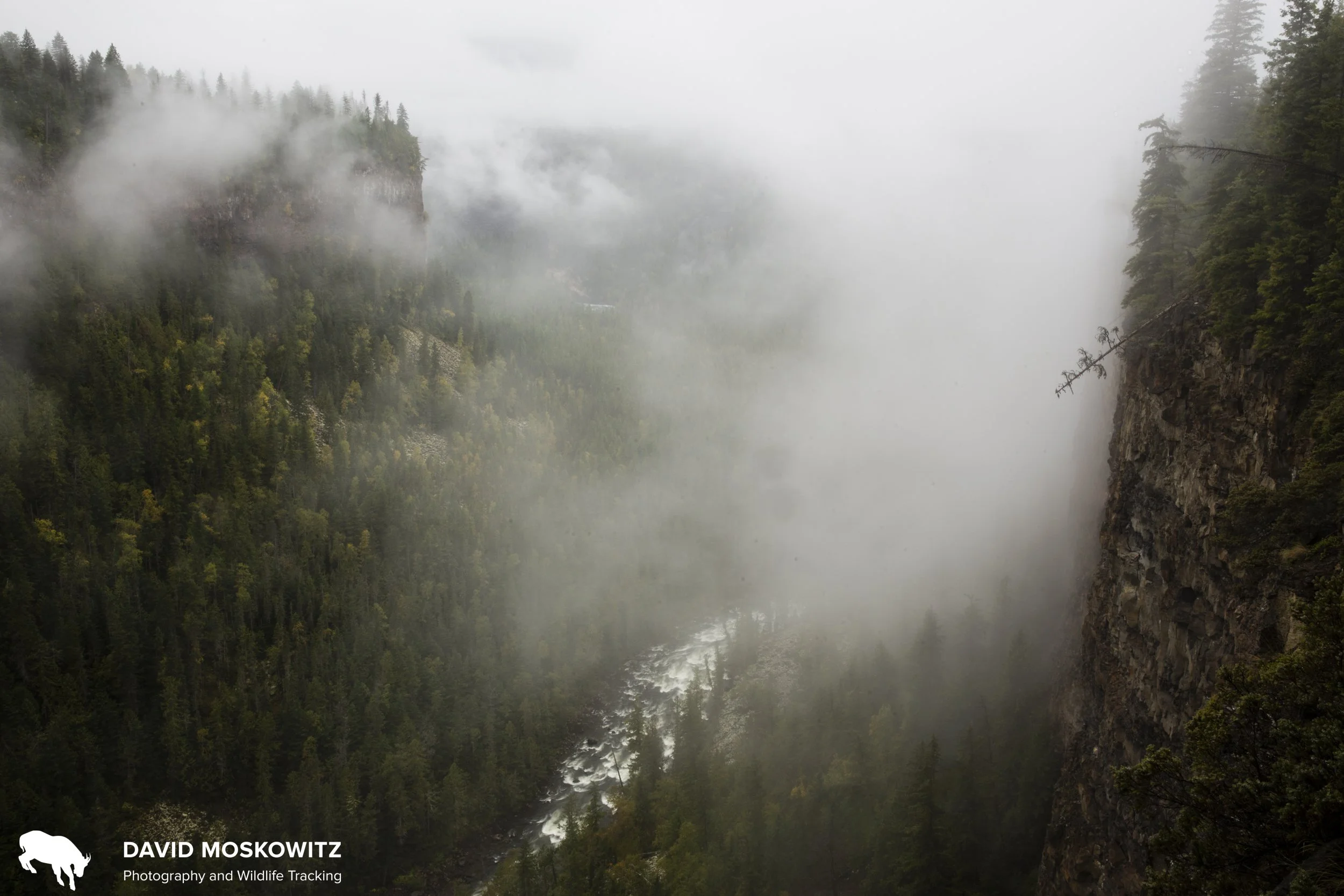 Misty Inland Rainforest, Monashee Mountains.