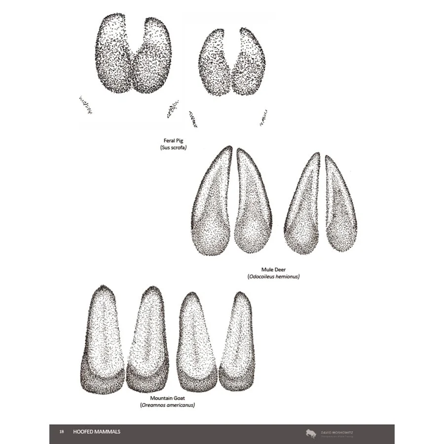 Page 18 square.jpg