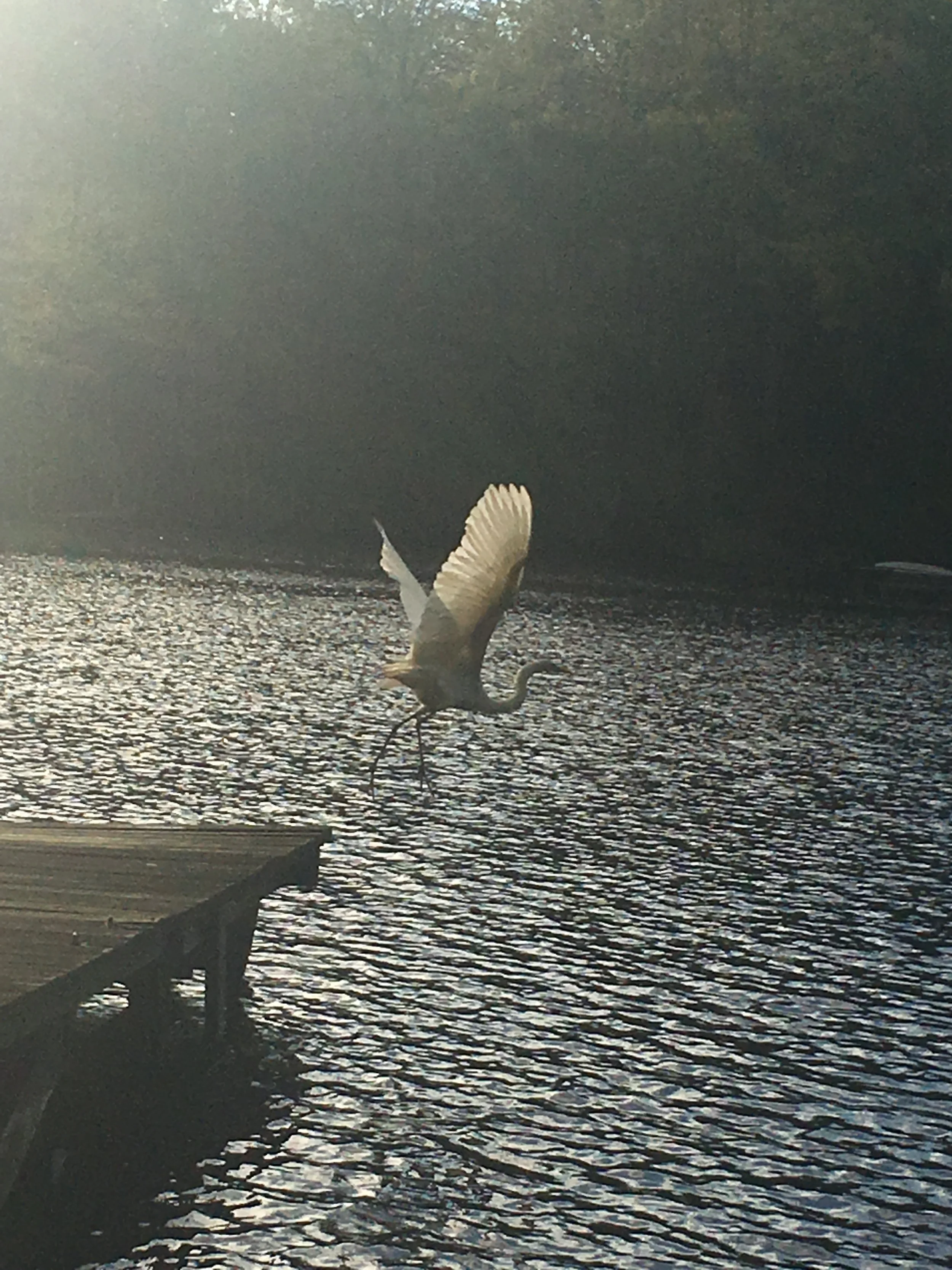 photo egret take off 2 samp mortar lake.JPG