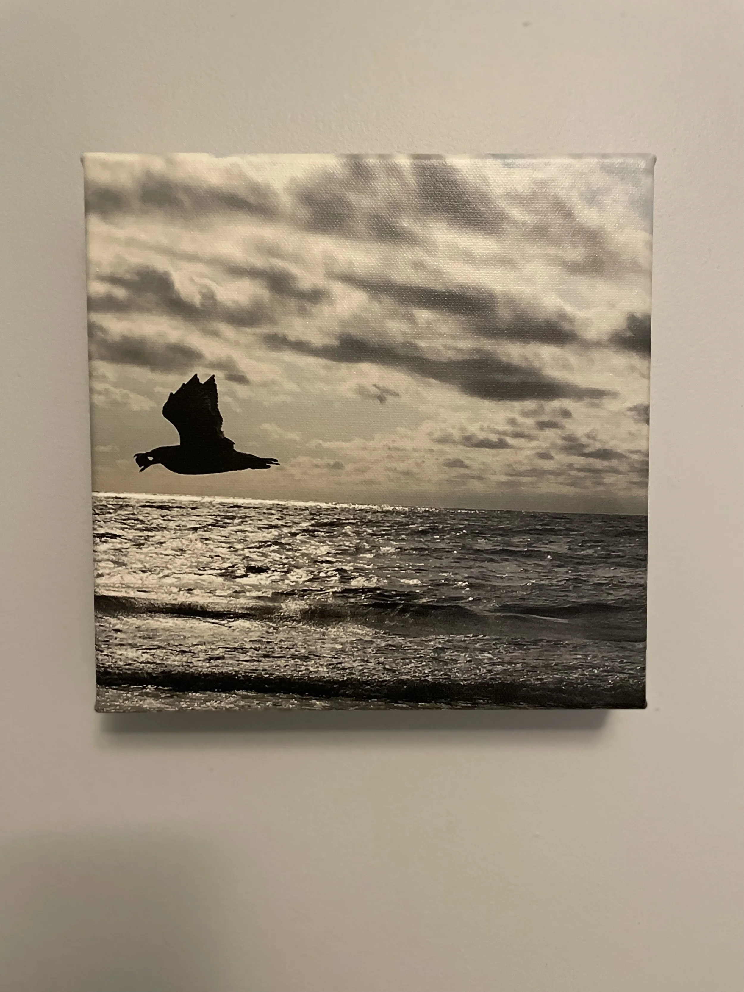 Mid Flight Delight 8x8 $50.00.jpg