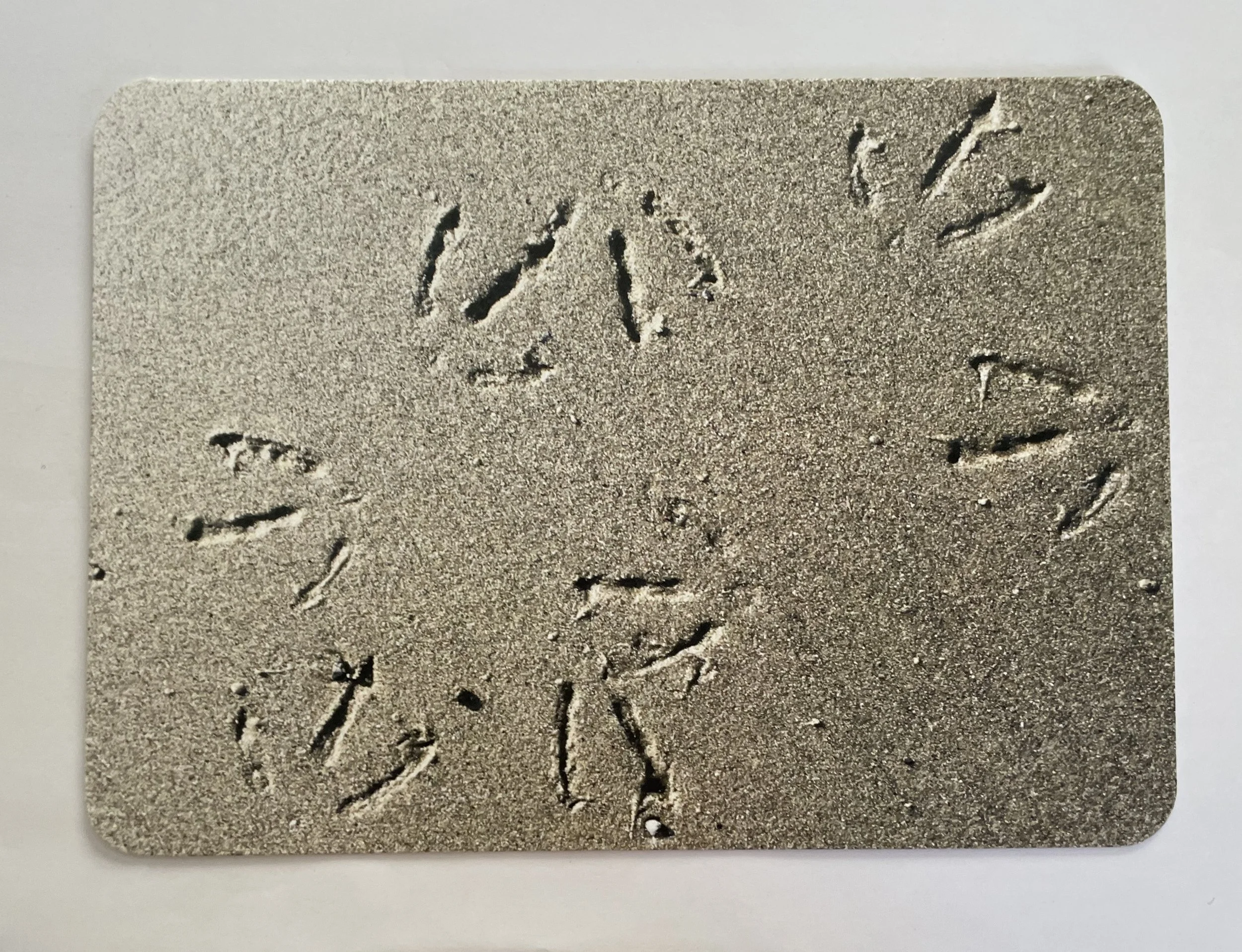 photo notecard front seagull dance party.jpg