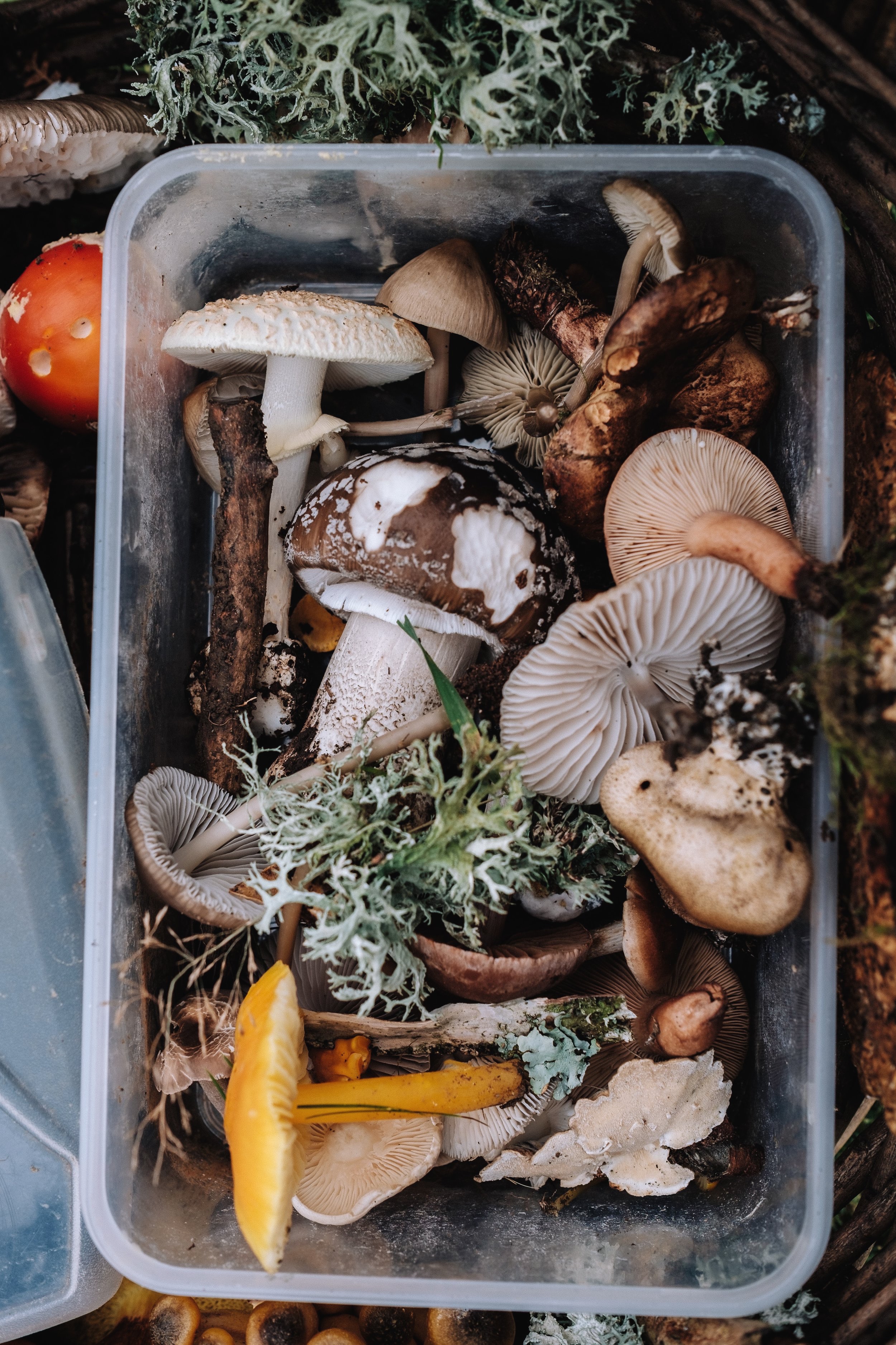 Believe it or not, Mushrooms can benefit your brain