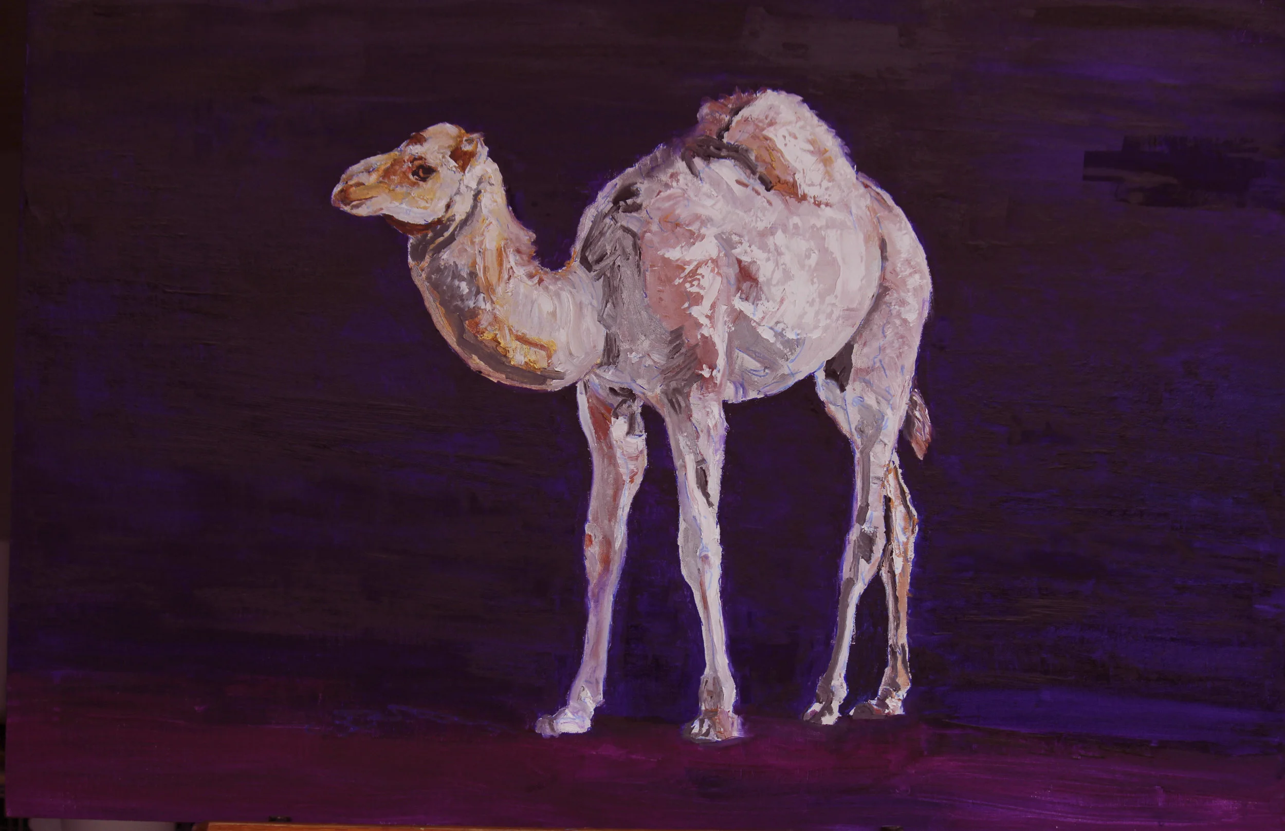 "Have A Camel"   24x36  oil  On Linen  Framed  