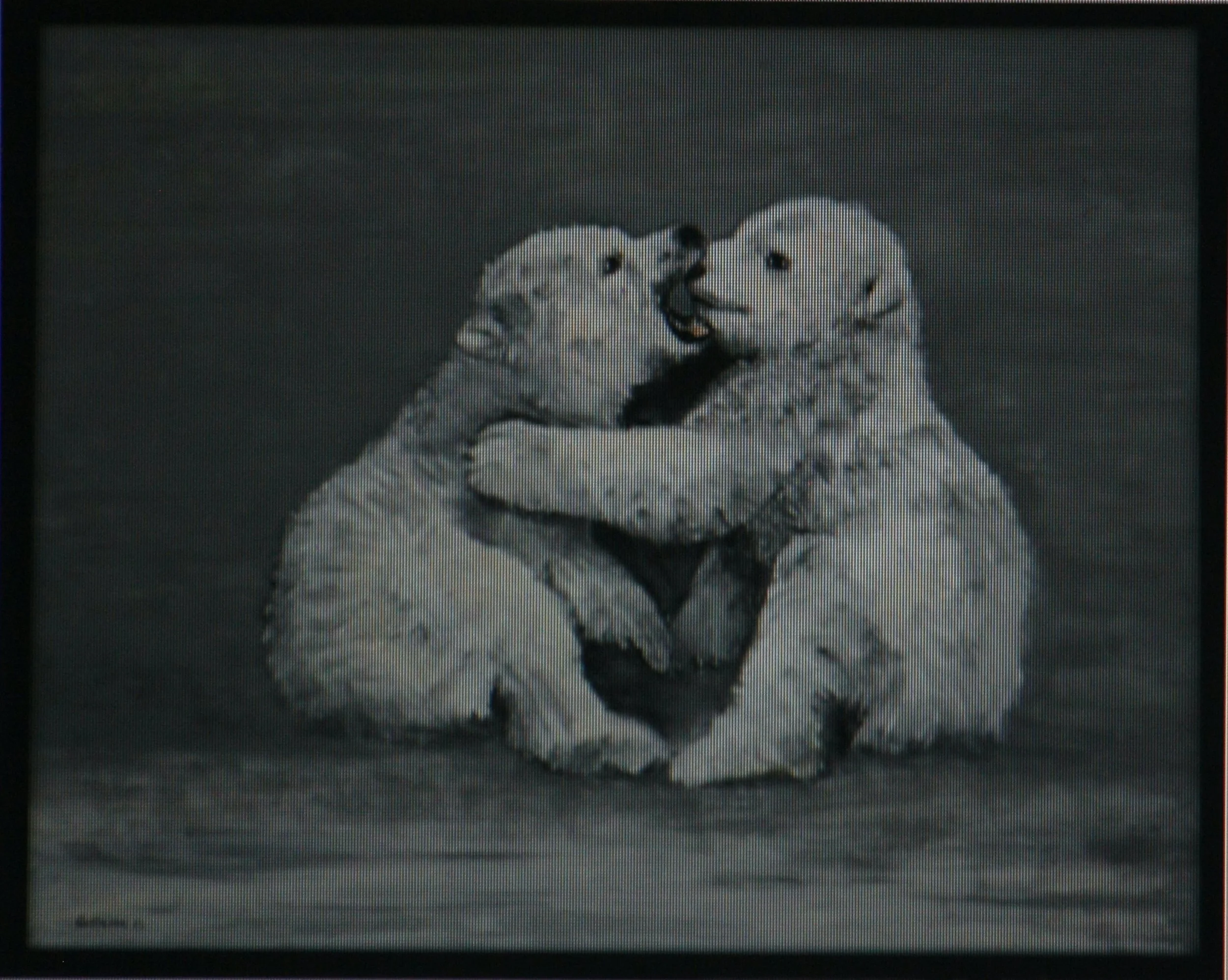 Snow Bears-oil on canvas, framed