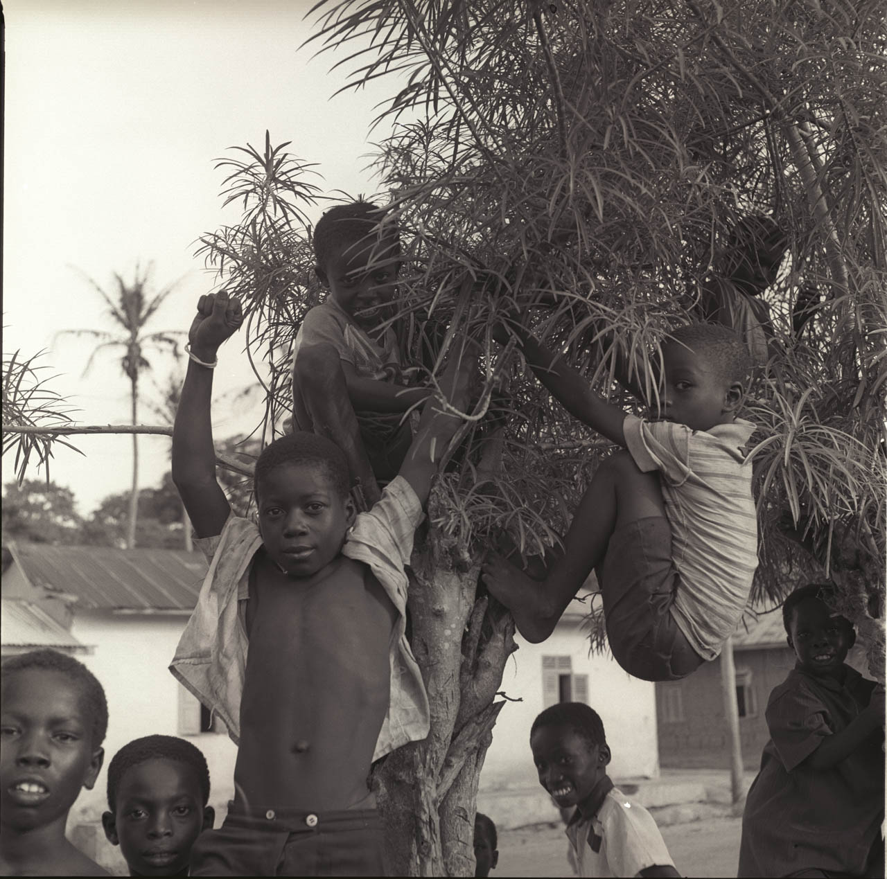 kids in tree.jpg