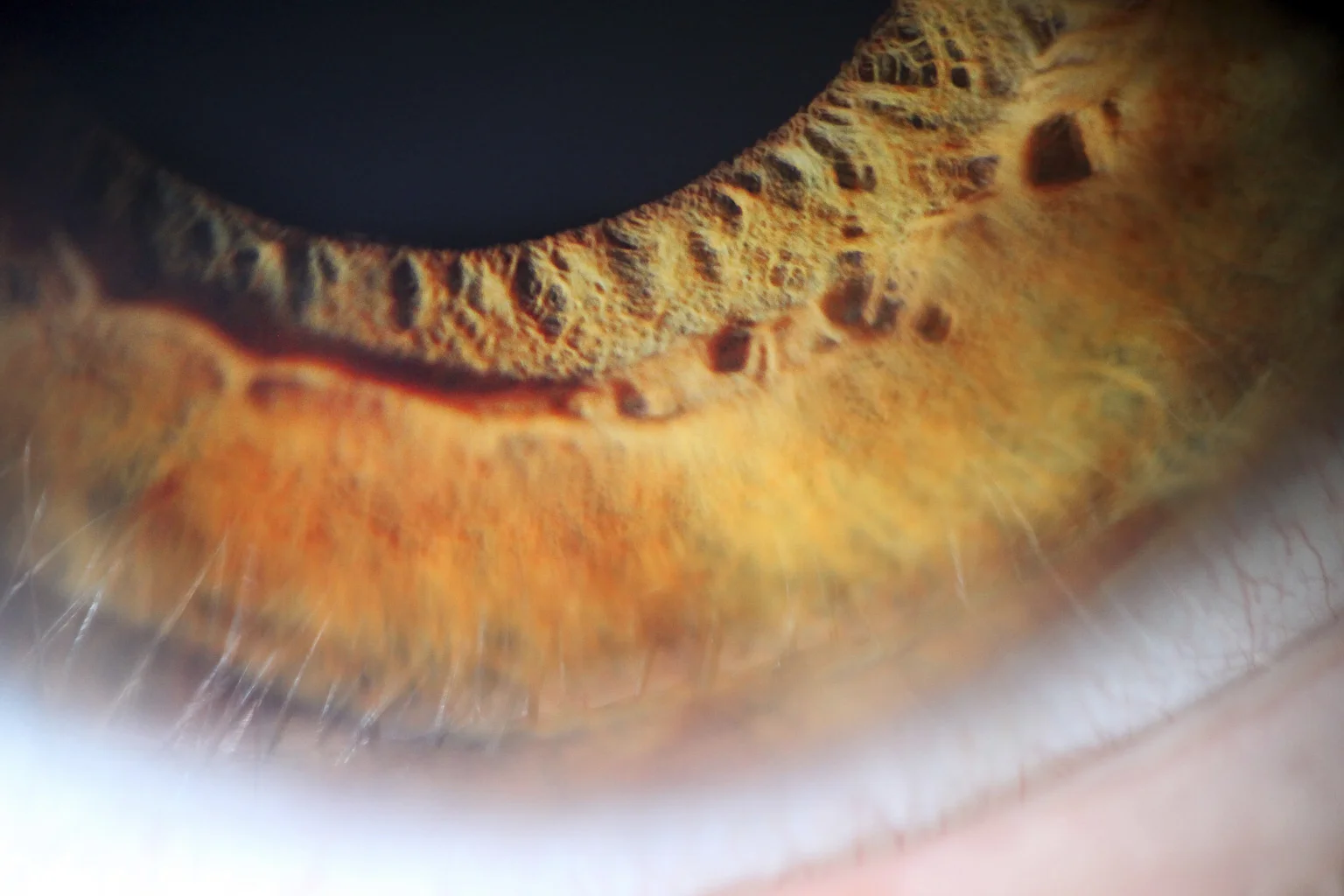 IMG_2750 e 3 s_r.JPG