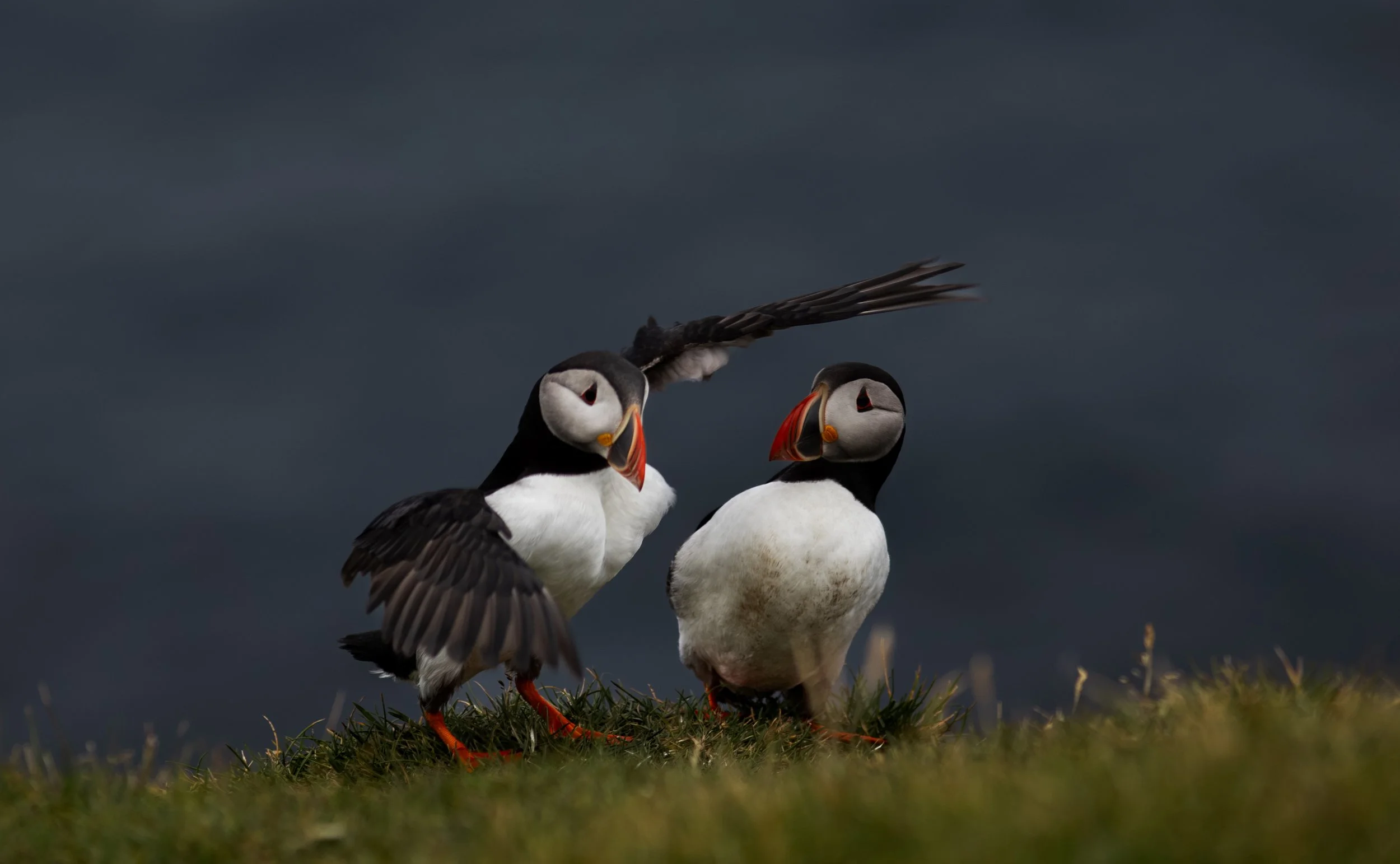  Faroe Islands, 2024 