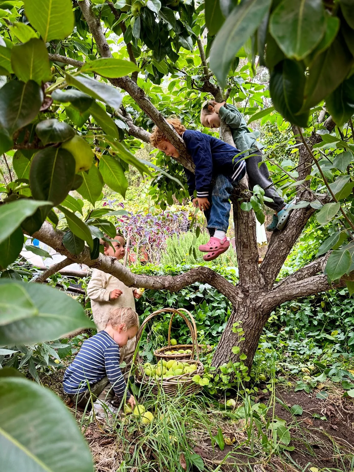 They picked some pears in The Park for all their pals to pleasure in