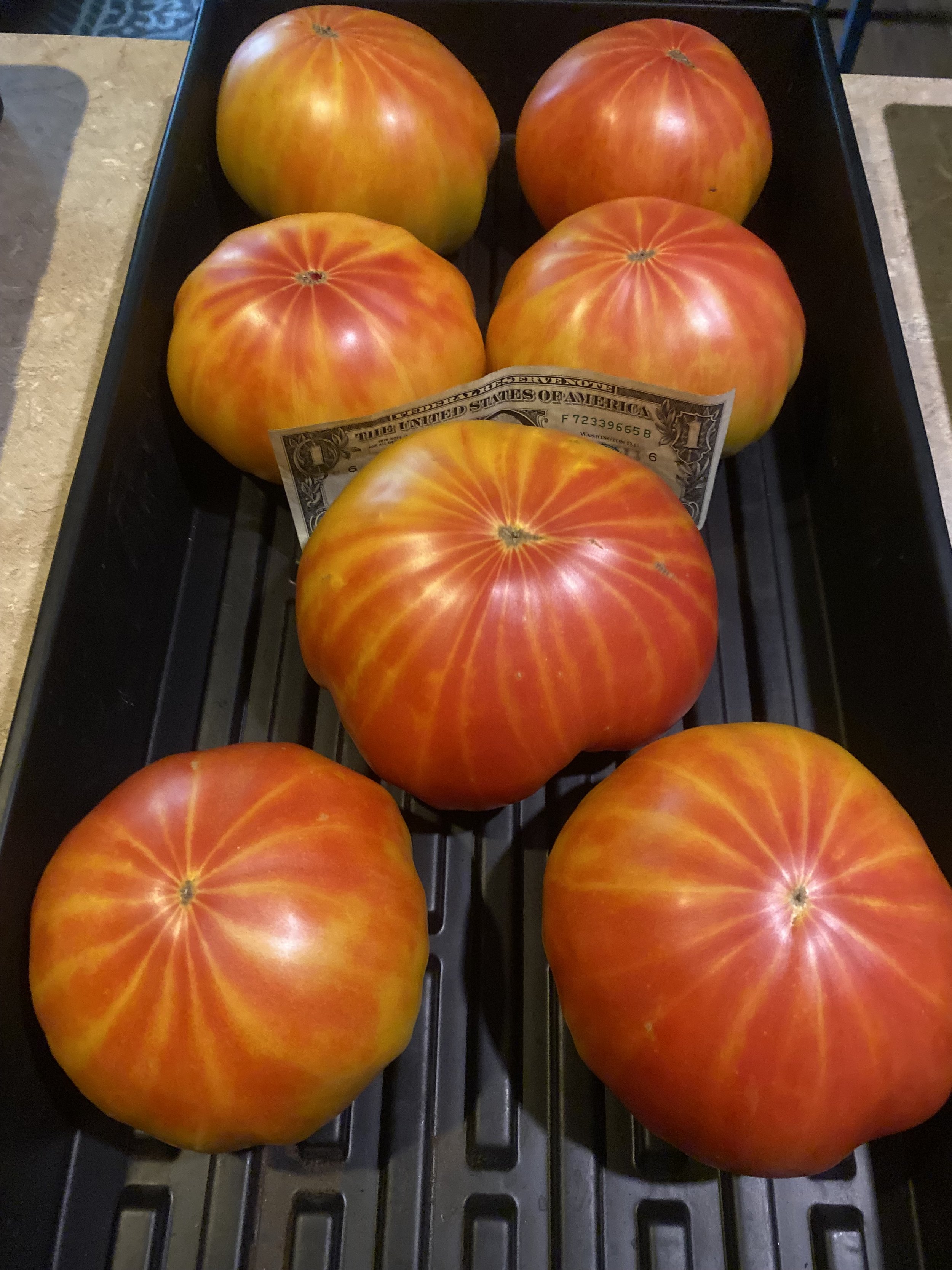 Striped Beefsteak .jpeg