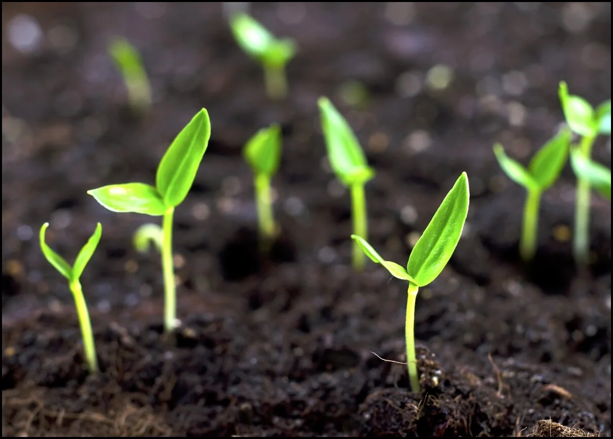 Garden Lessons Do beans need water to grow? (1st grade) — Highland