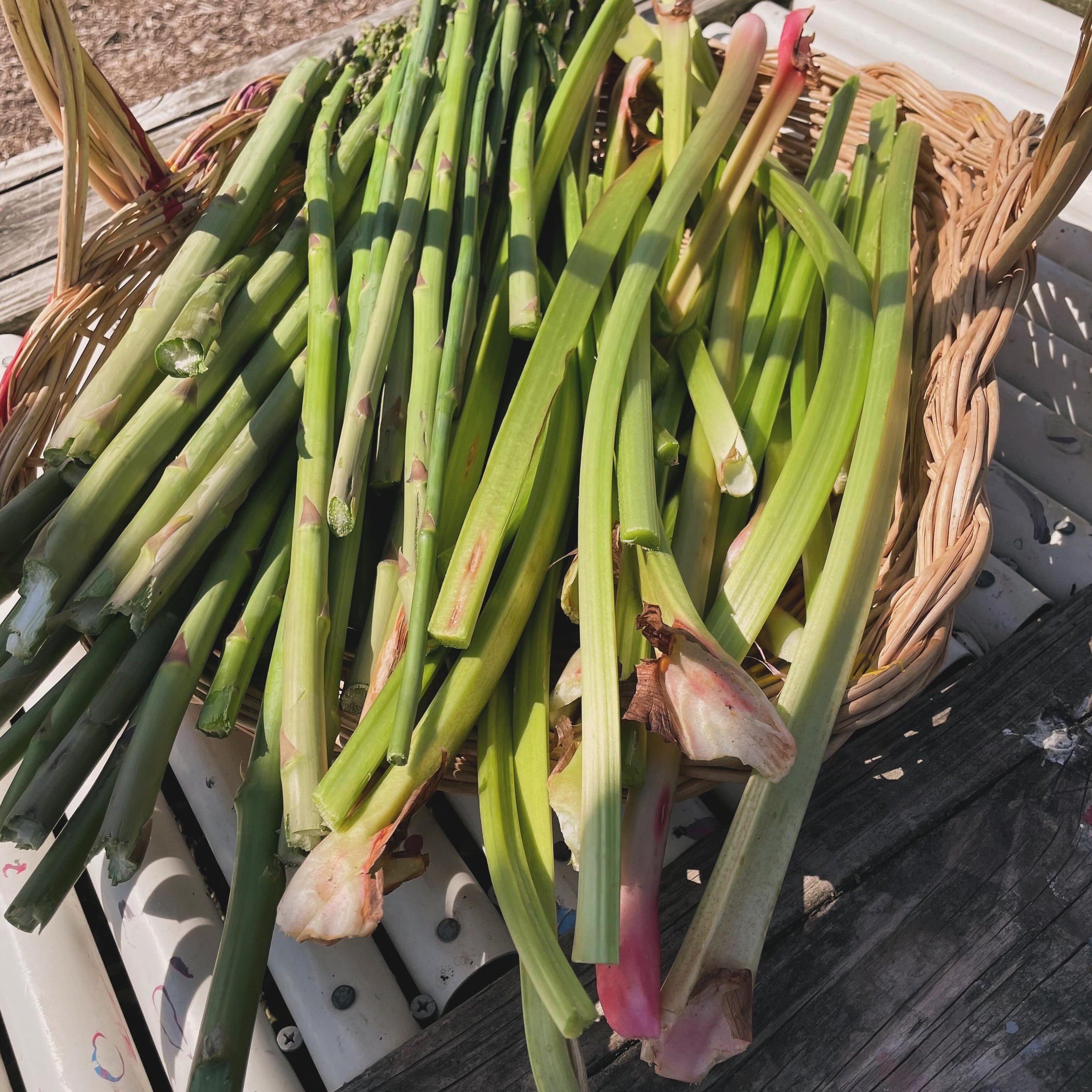 Prepping for our first Community Dinner Weds night May 1st at 5 pm. Asparagus and rhubarb from the Garden will be on the menu! 

Hilltoppers, please join us every first Weds throughout the season for a healthful dinner and community conversation.