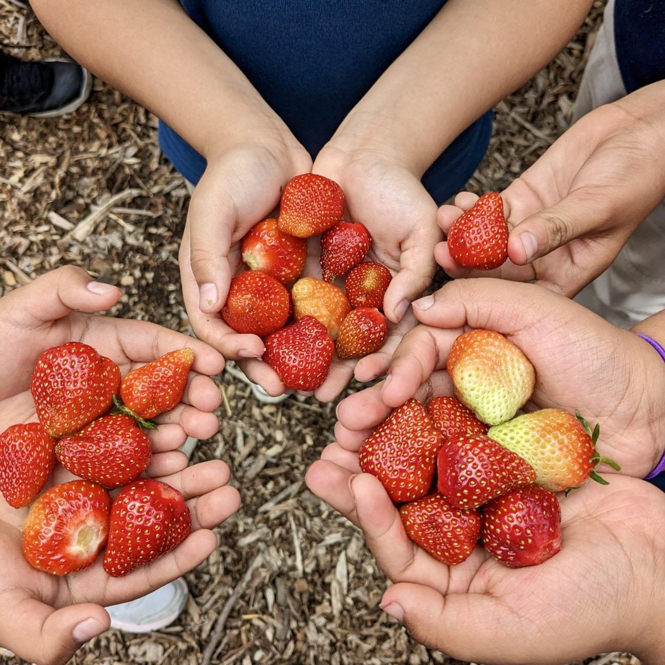 What&rsquo;s Happening at the Garden TODAY 👀

🍓 Garden Market @ 3pm - 5pm
🍓 Community Dinner @ 5pm - 6:30pm

Whether you're looking to enjoy delicious meals with friends and neighbors at our Community Dinners, shop for fresh produce at our Garden 