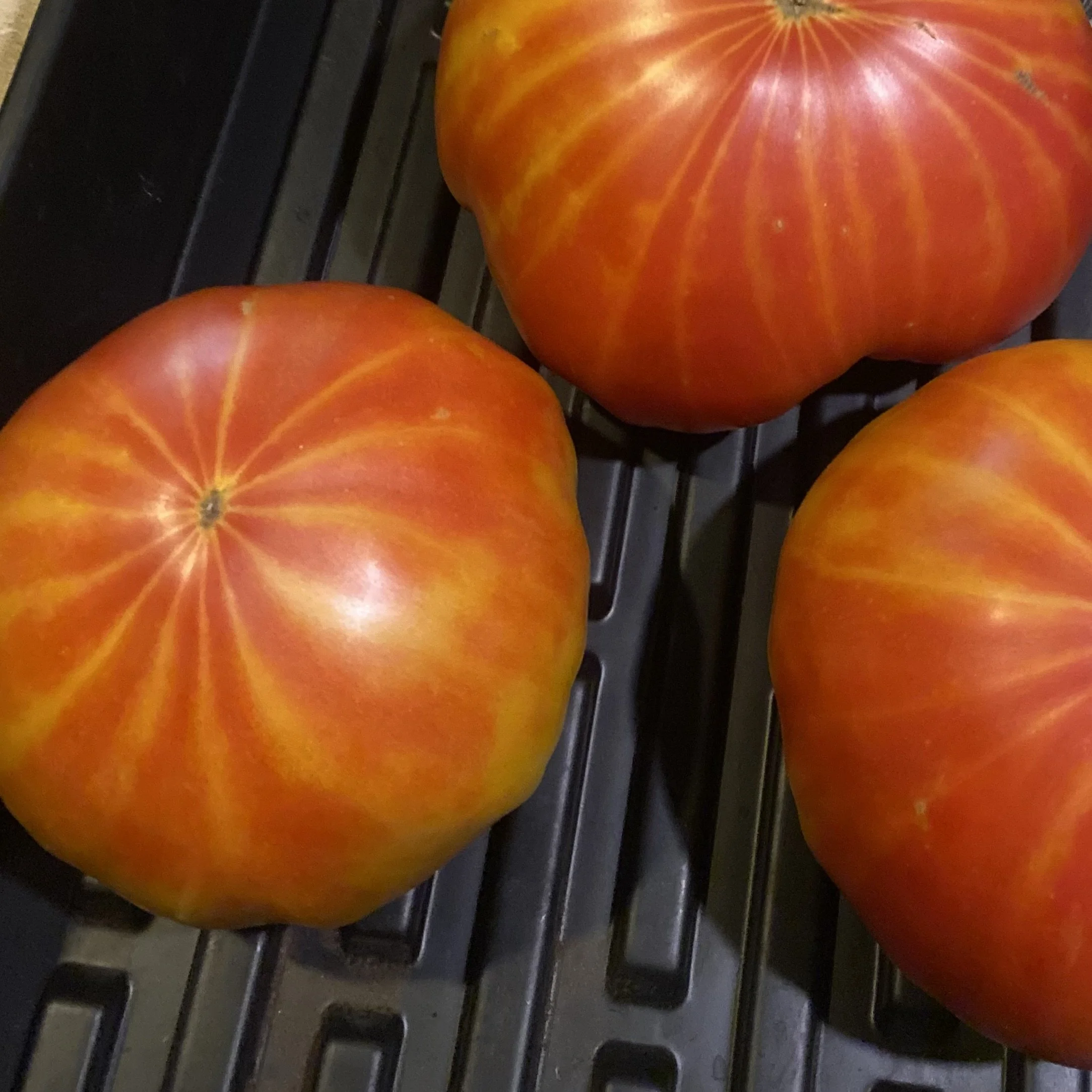 Highland's Striped Beefsteak