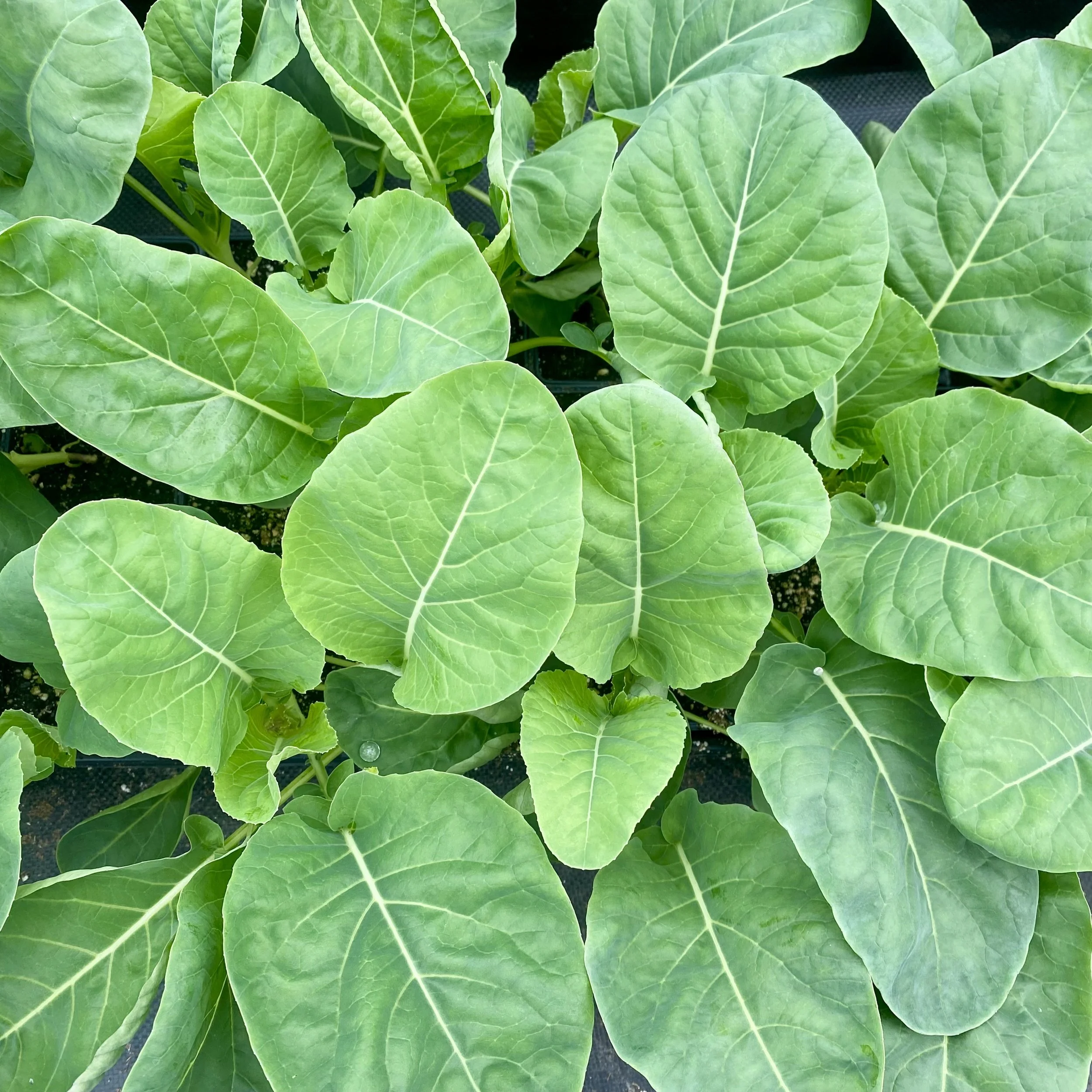 FullSizeRender 5.jpeg