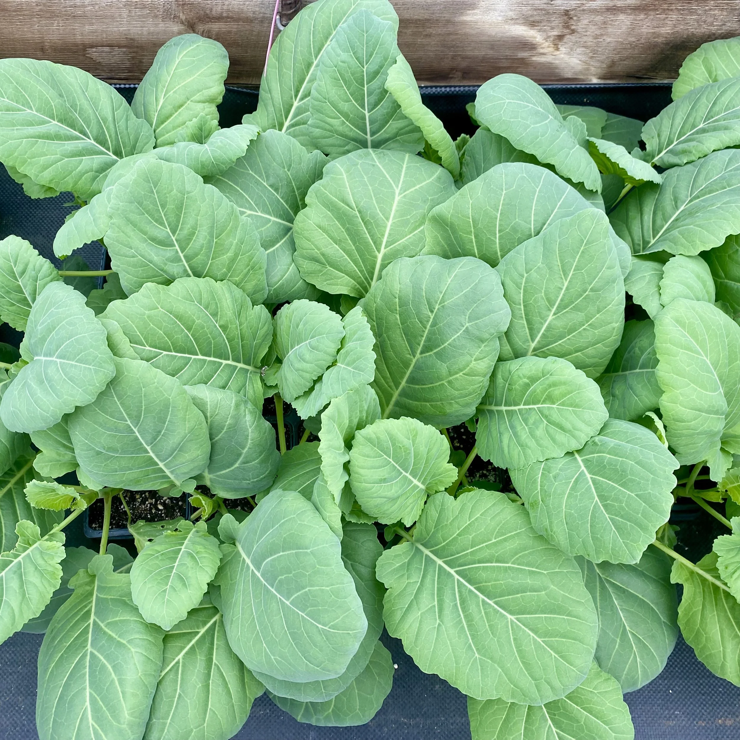 FullSizeRender 2.jpeg