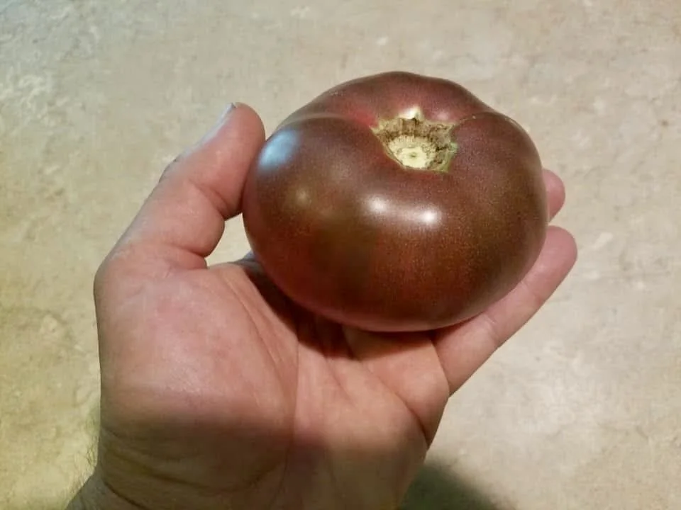 Highland's Purple Beefsteak