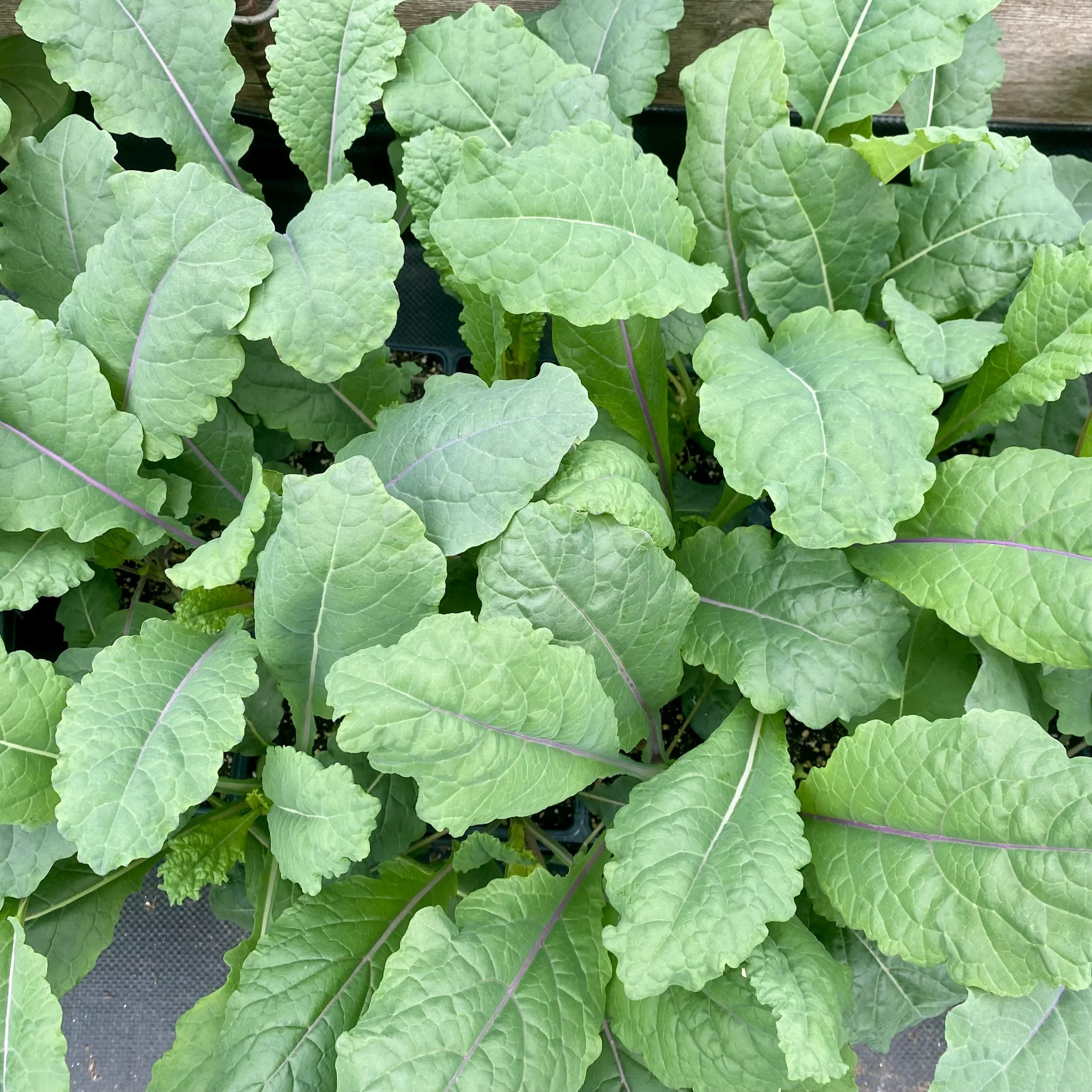 FullSizeRender 4.jpeg