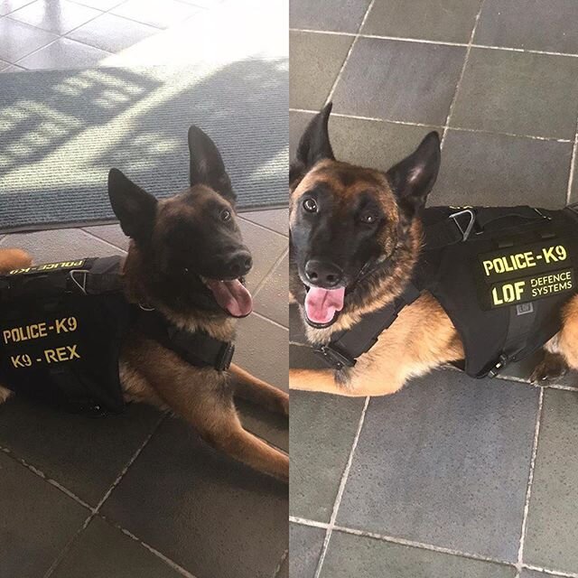 #repost we are so happy and thankful to be able to not only protect K9 Rex and his partner but to continue Gavin&rsquo;s legacy alive!!! Massive shoutout to @gavinbuchananfoundation for the purchase of Rex&rsquo;s new @lofdefence streetfighter vest! 