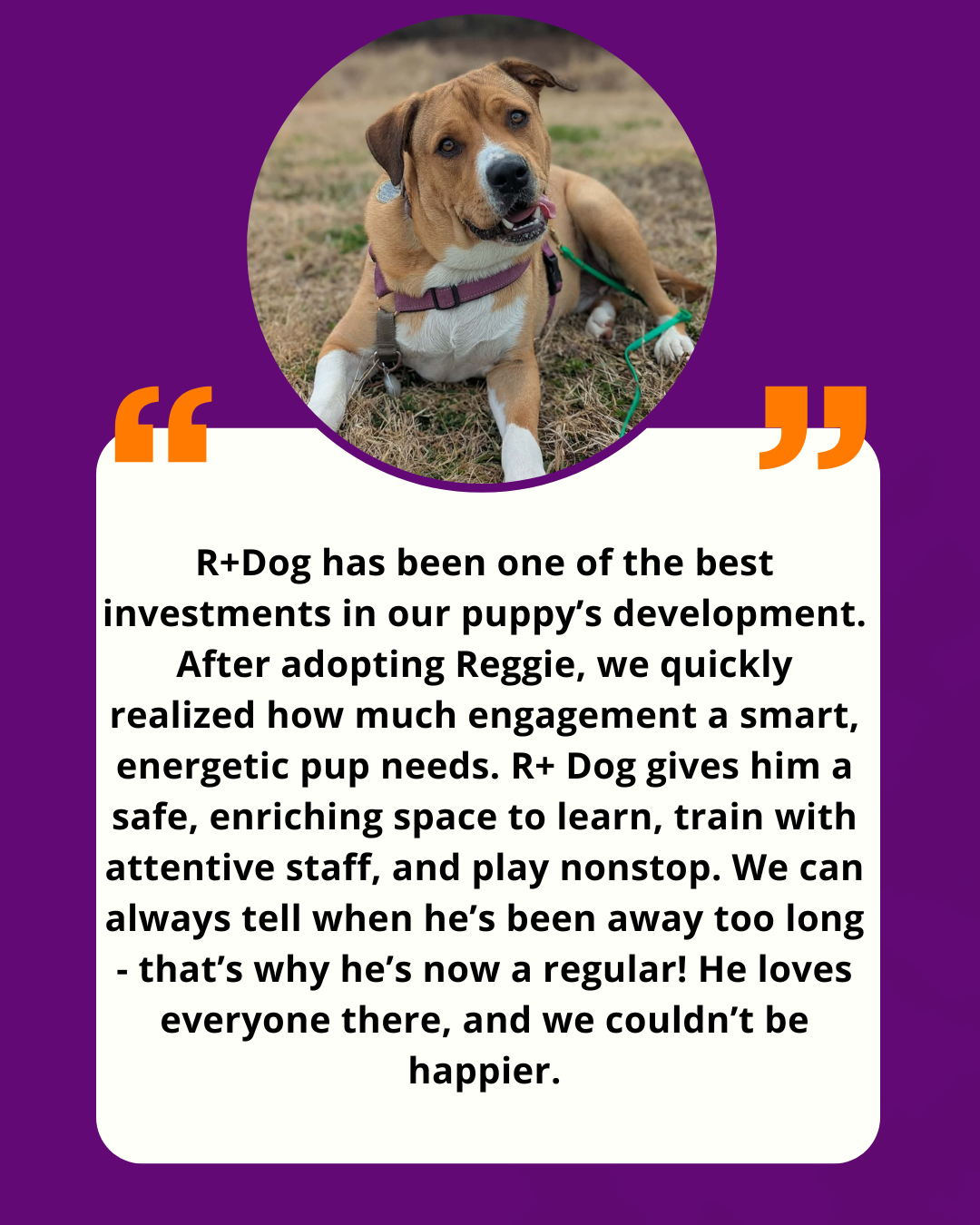 R+ Dog Website Testimonial Template.png