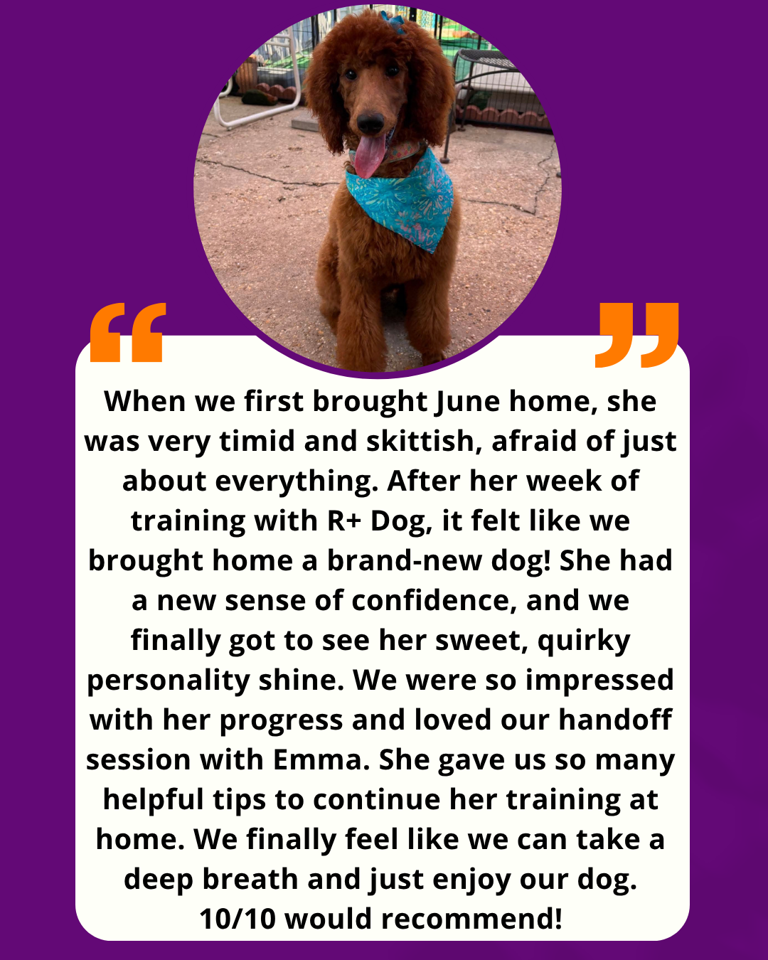 R+ Dog Website Testimonial Template.png