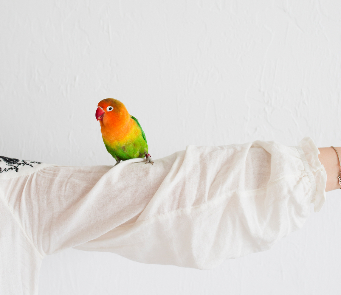 My Friend the Parrot.jpeg