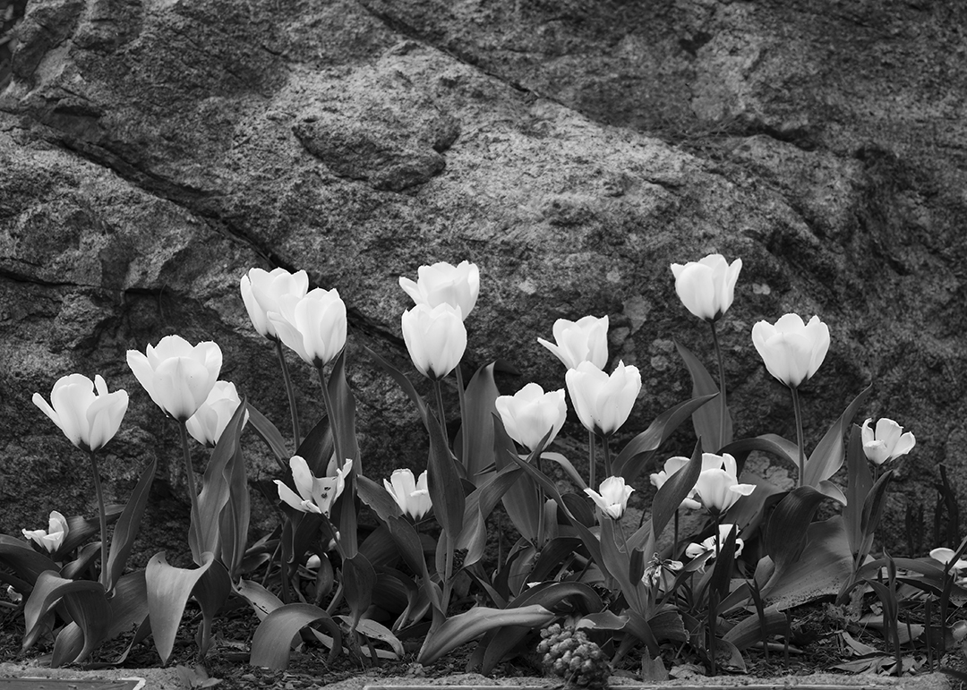 White Tulips
